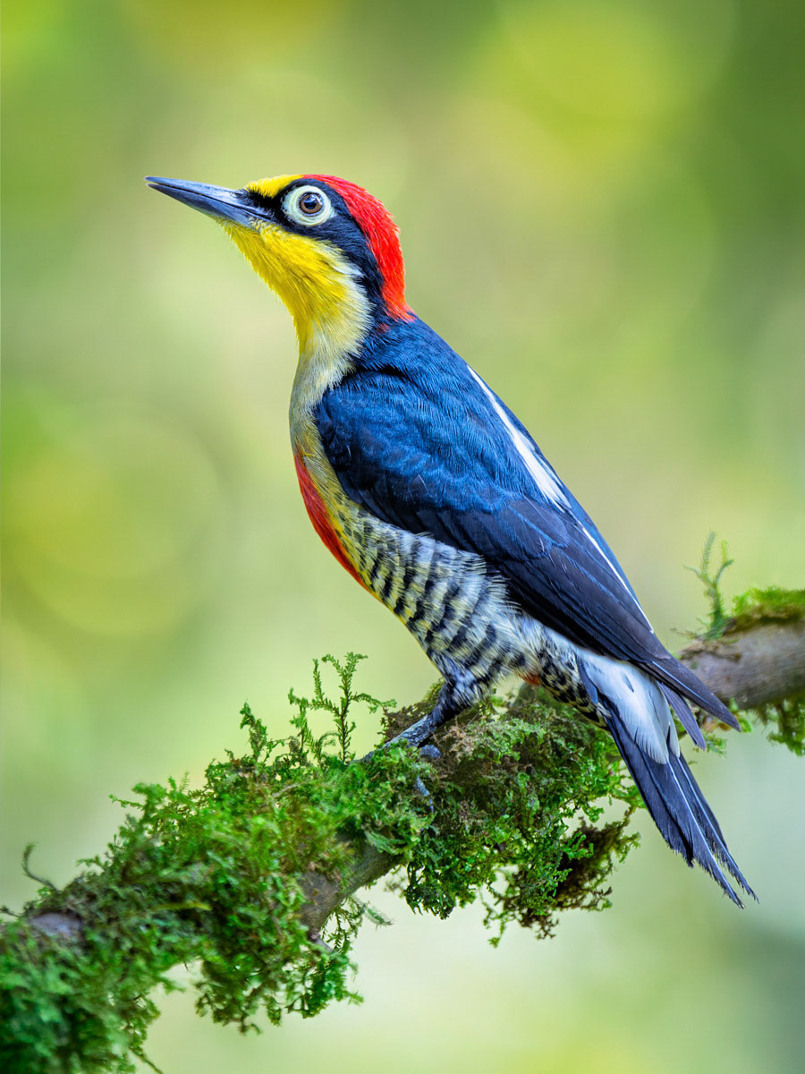 Yellow-fronted Woodpecker Male