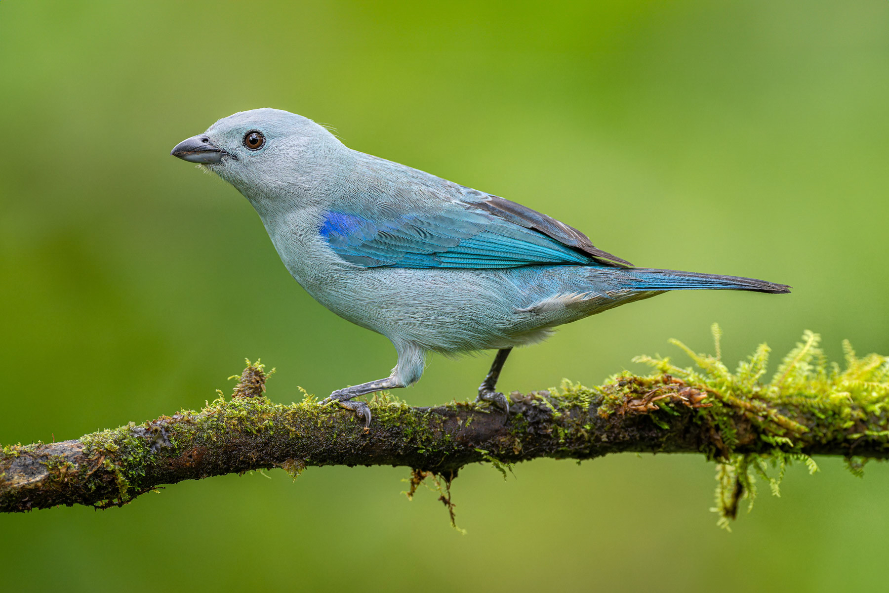 Blue-gray Tanager