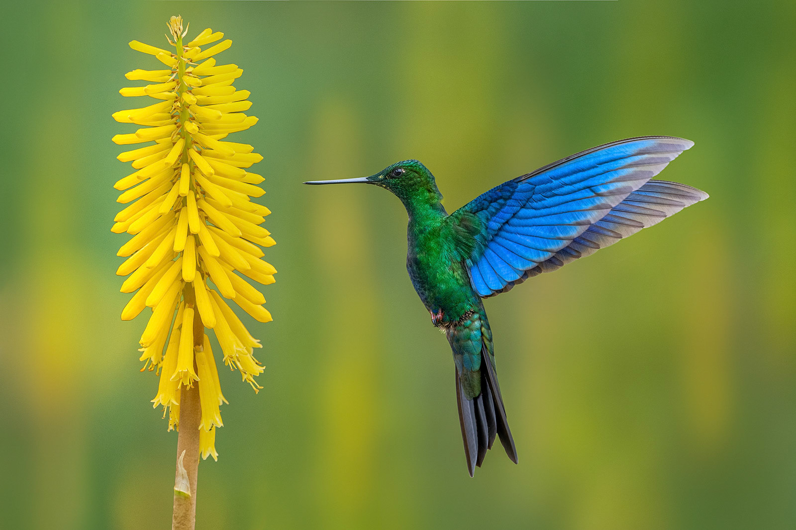 Great Saphirewing Hummingbird