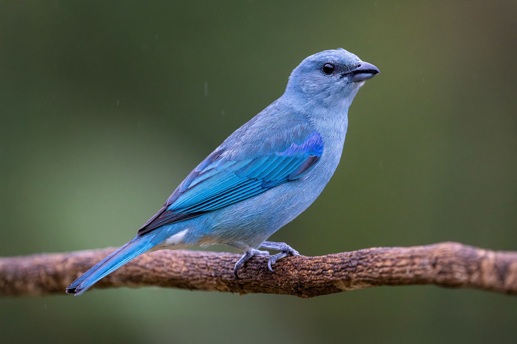 Azure-shouldered Tanager in the Rain