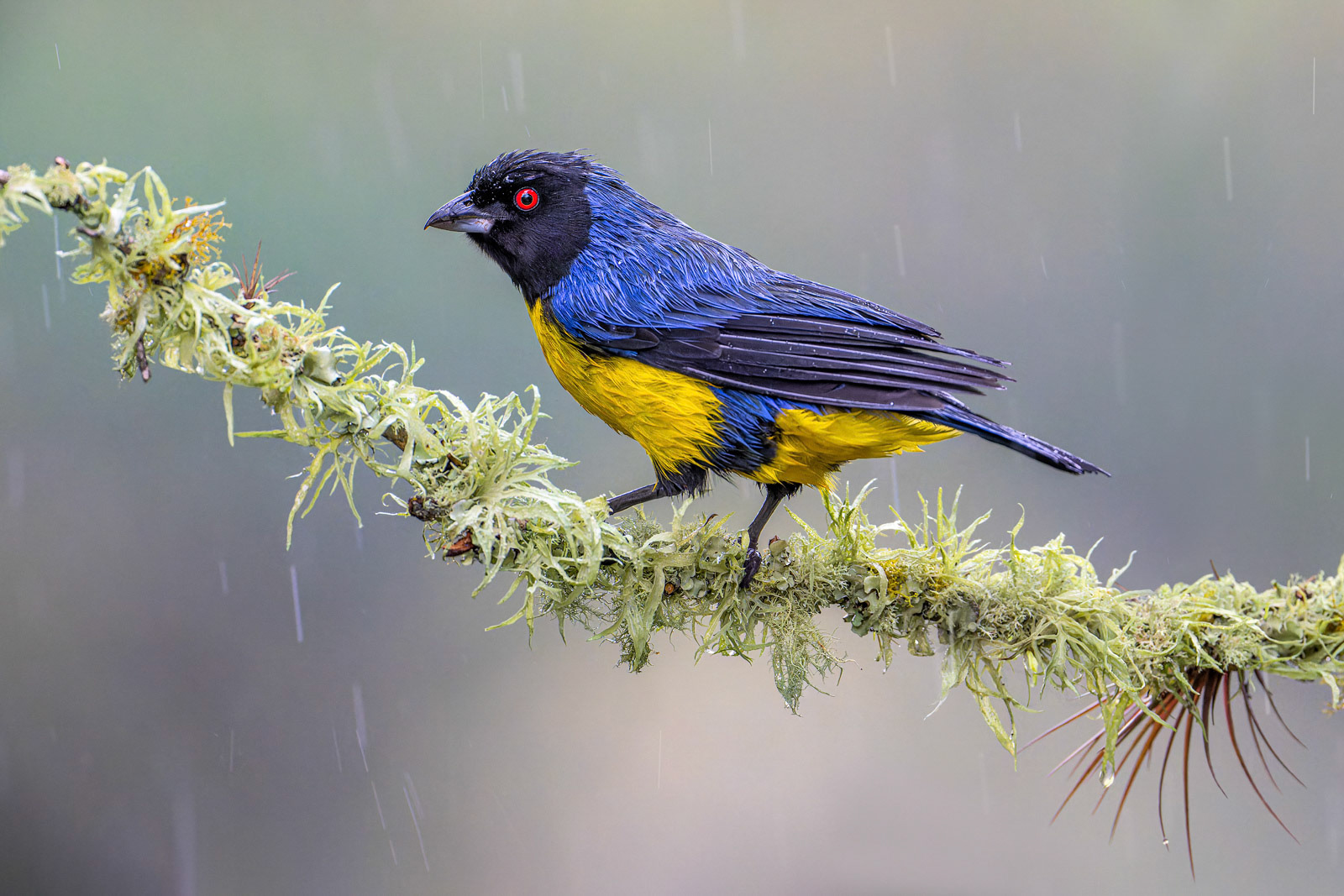 Hooded Mountain Tanager