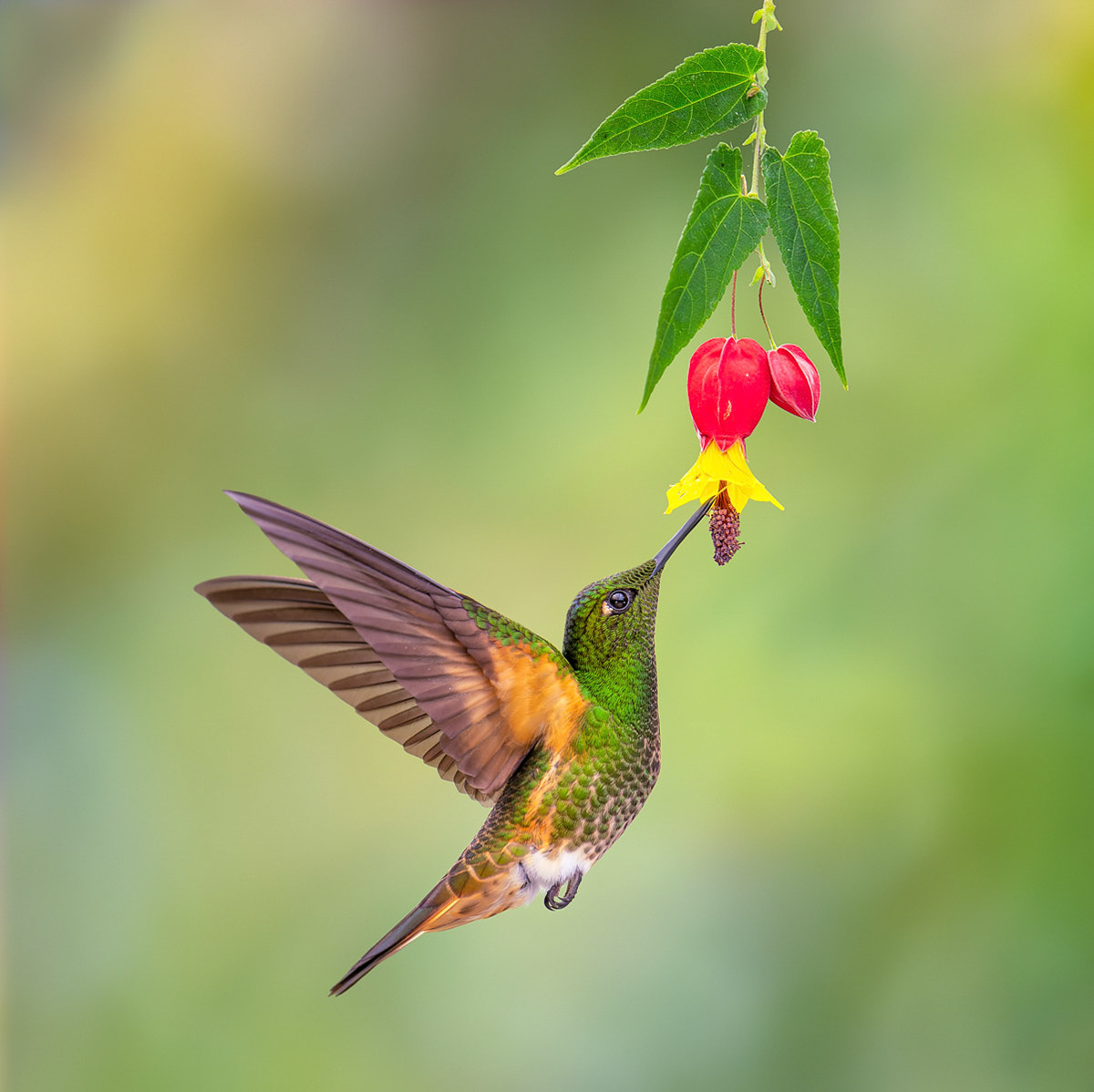 Buff-tailed Coronet Hummingbird
