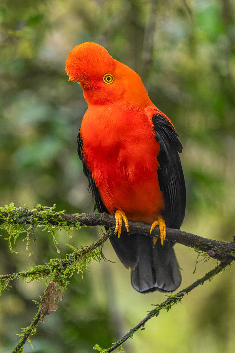 Andean Cock-of-the-Rock