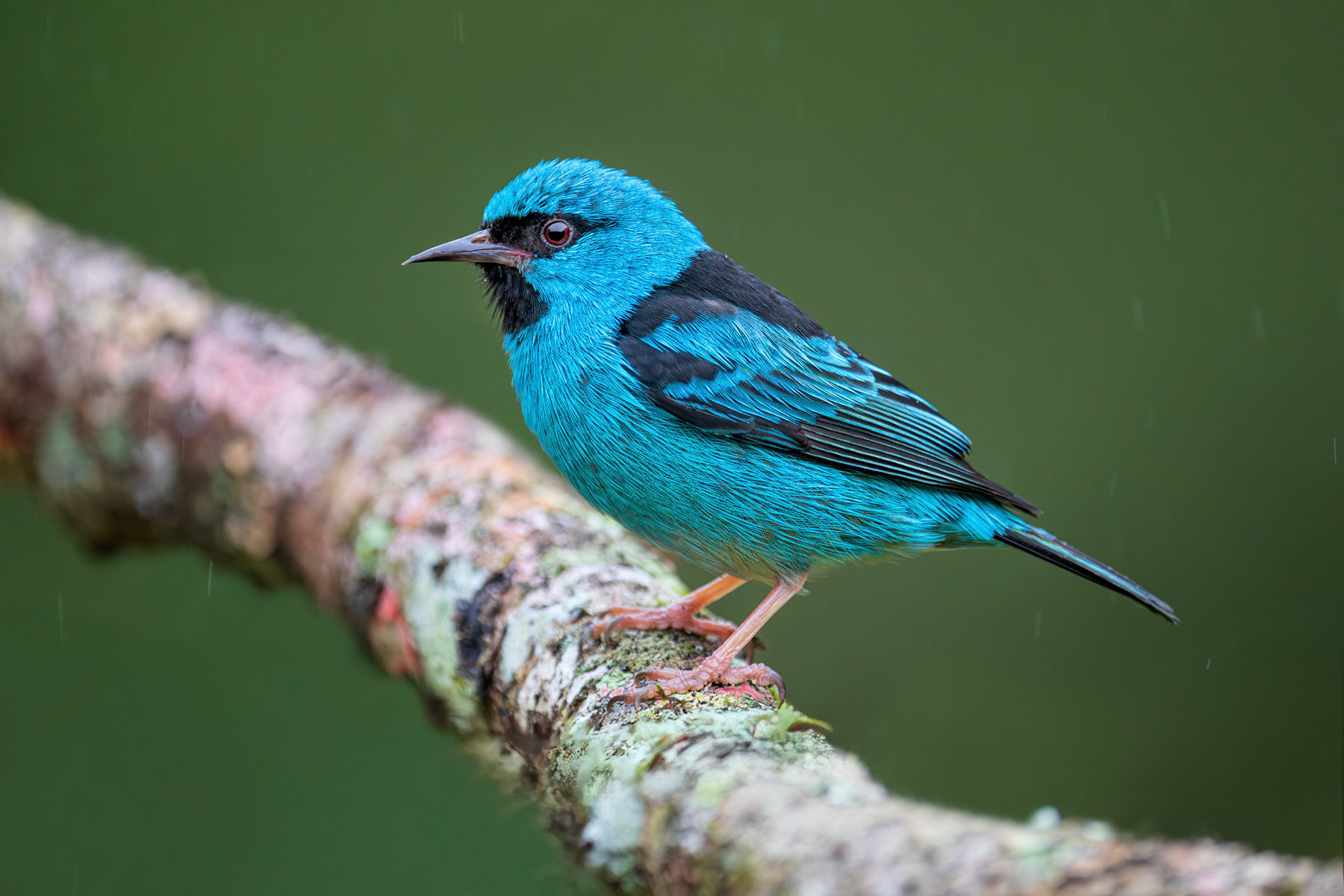 Blue Dacnis Male
