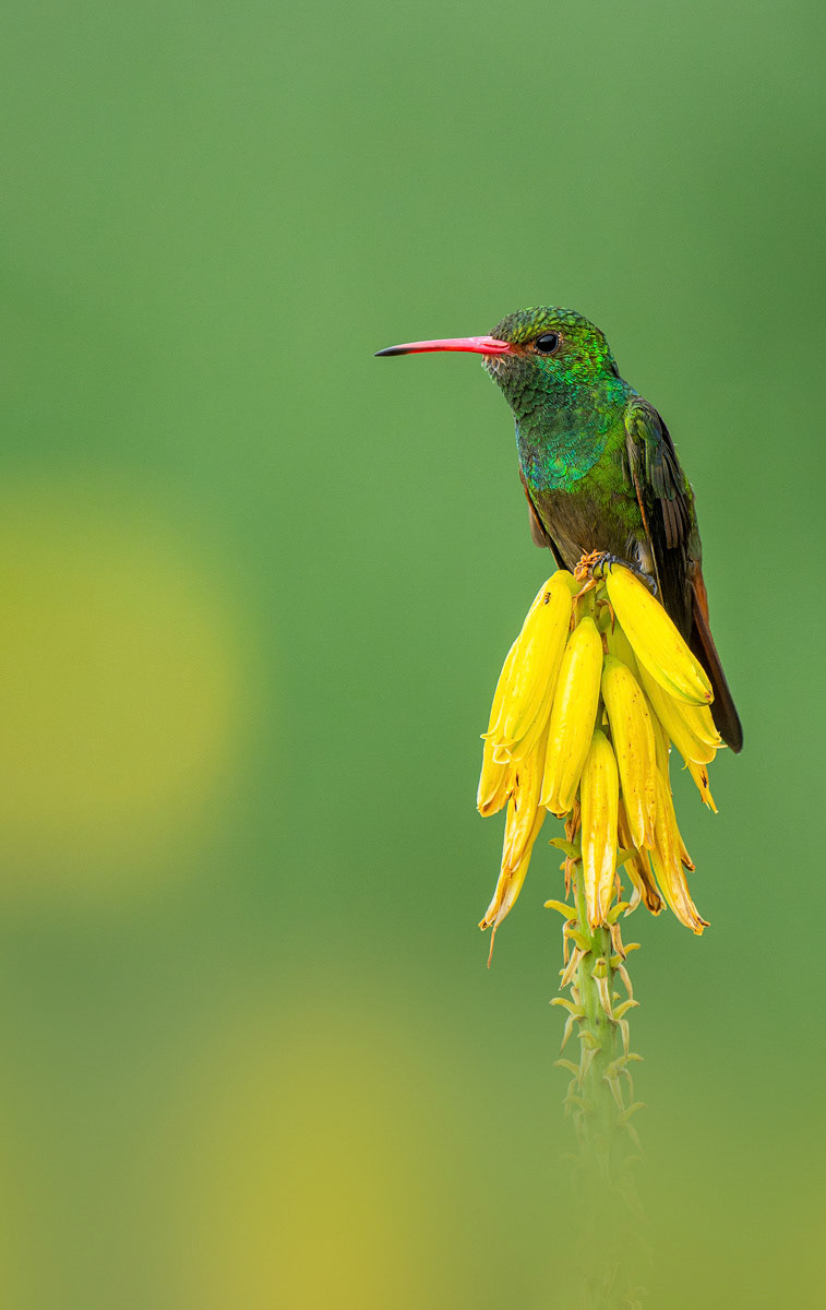 Rufous-tailed Hummingbird on aloe flower