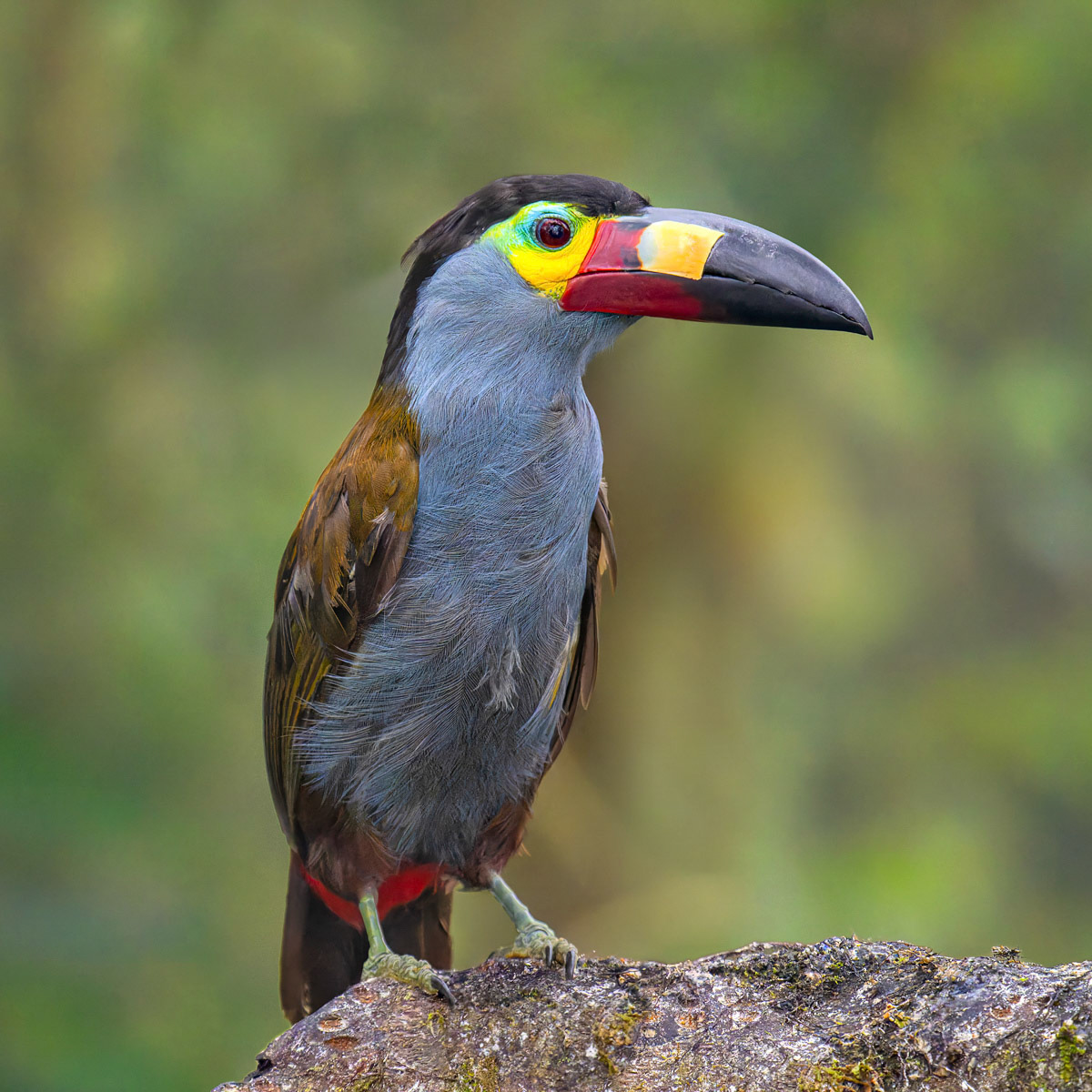 Plate-billed Mountain Toucan