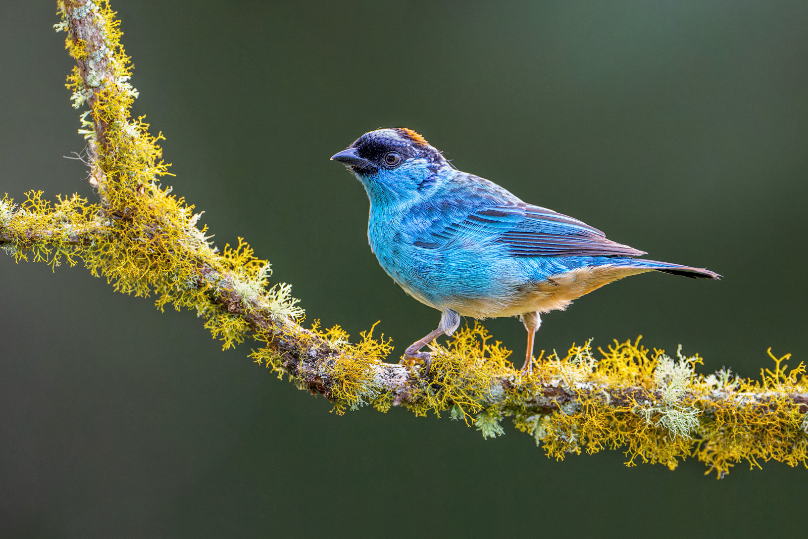Golden-naped Tanager