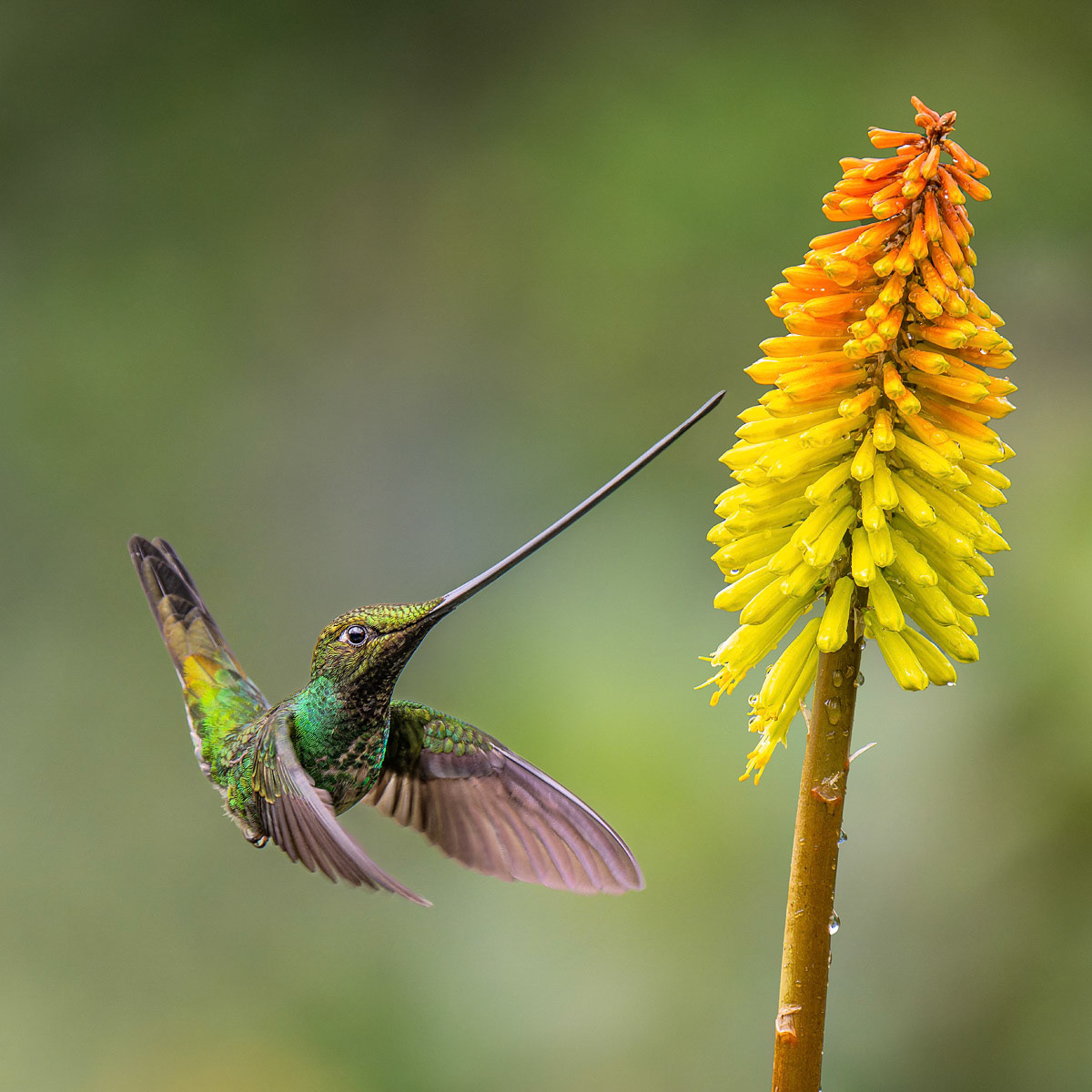 Sword-billed Hummingbird