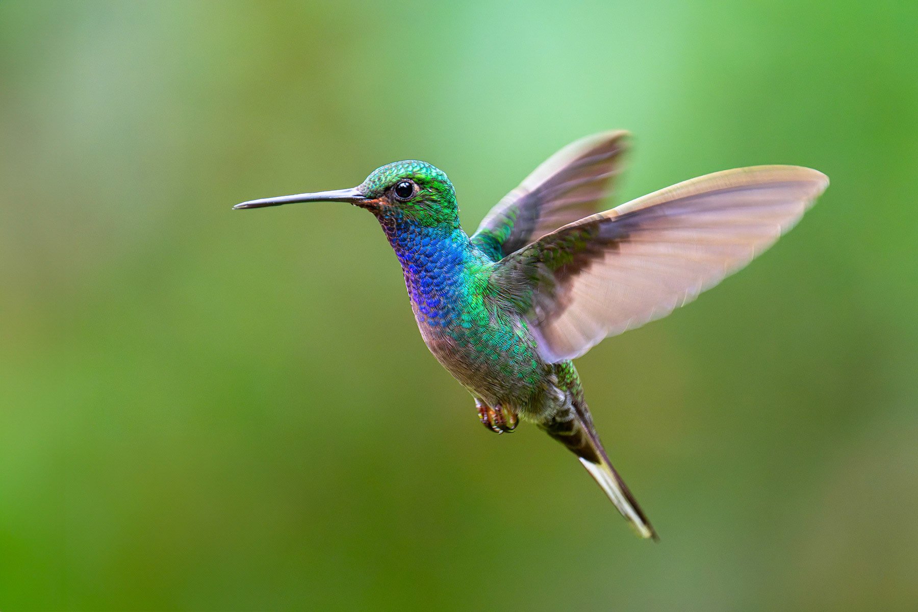 Crowned Woodnymph Hummingbird