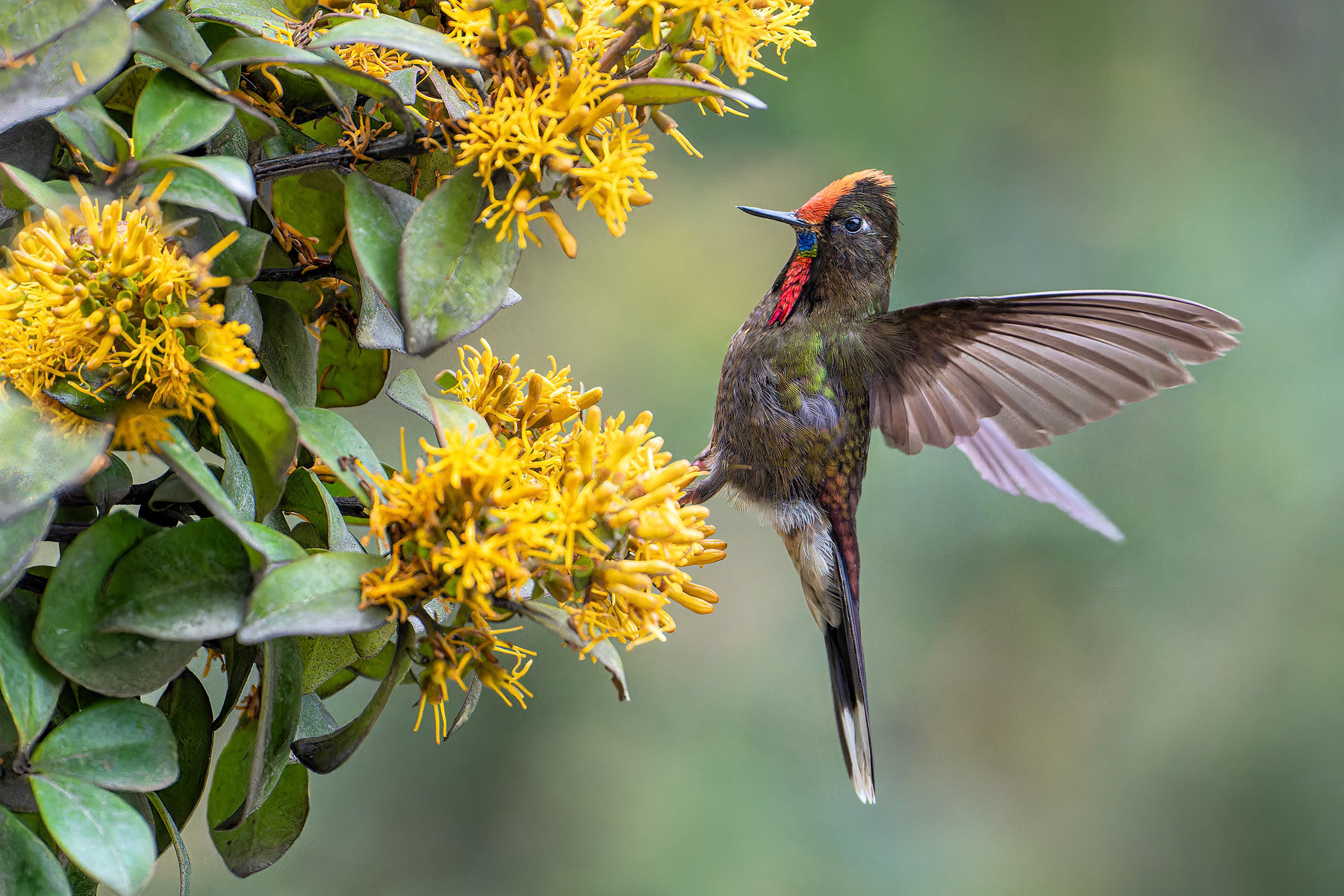 Rainbow-bearded Thornbill Hummingbird