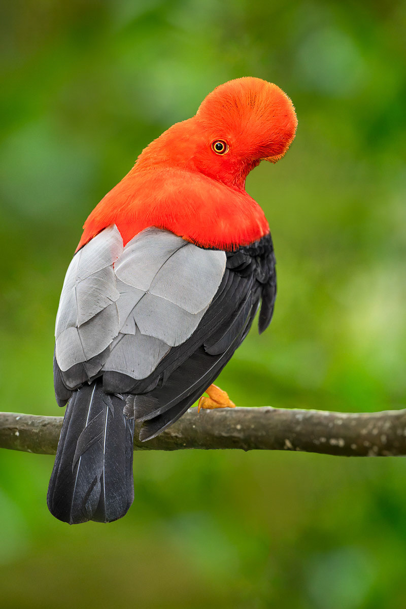 Andean Cock-of-the-Rock