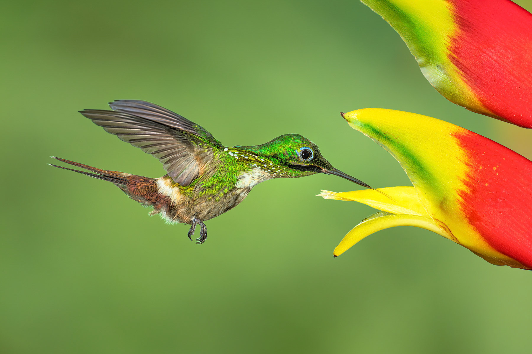 Festive Coquette Hummingbird