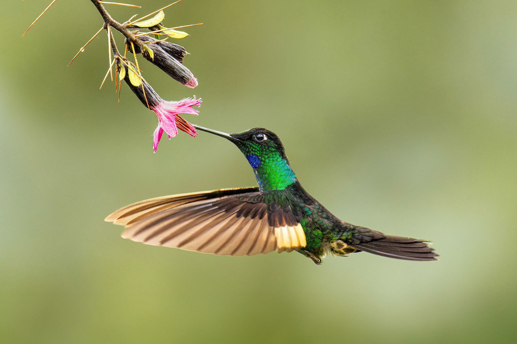 Buff-winged Starfrontlet Hummingbird
