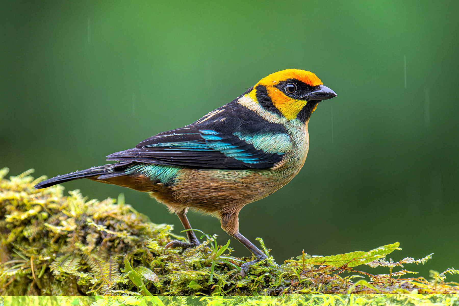 Flame-faced Tanager