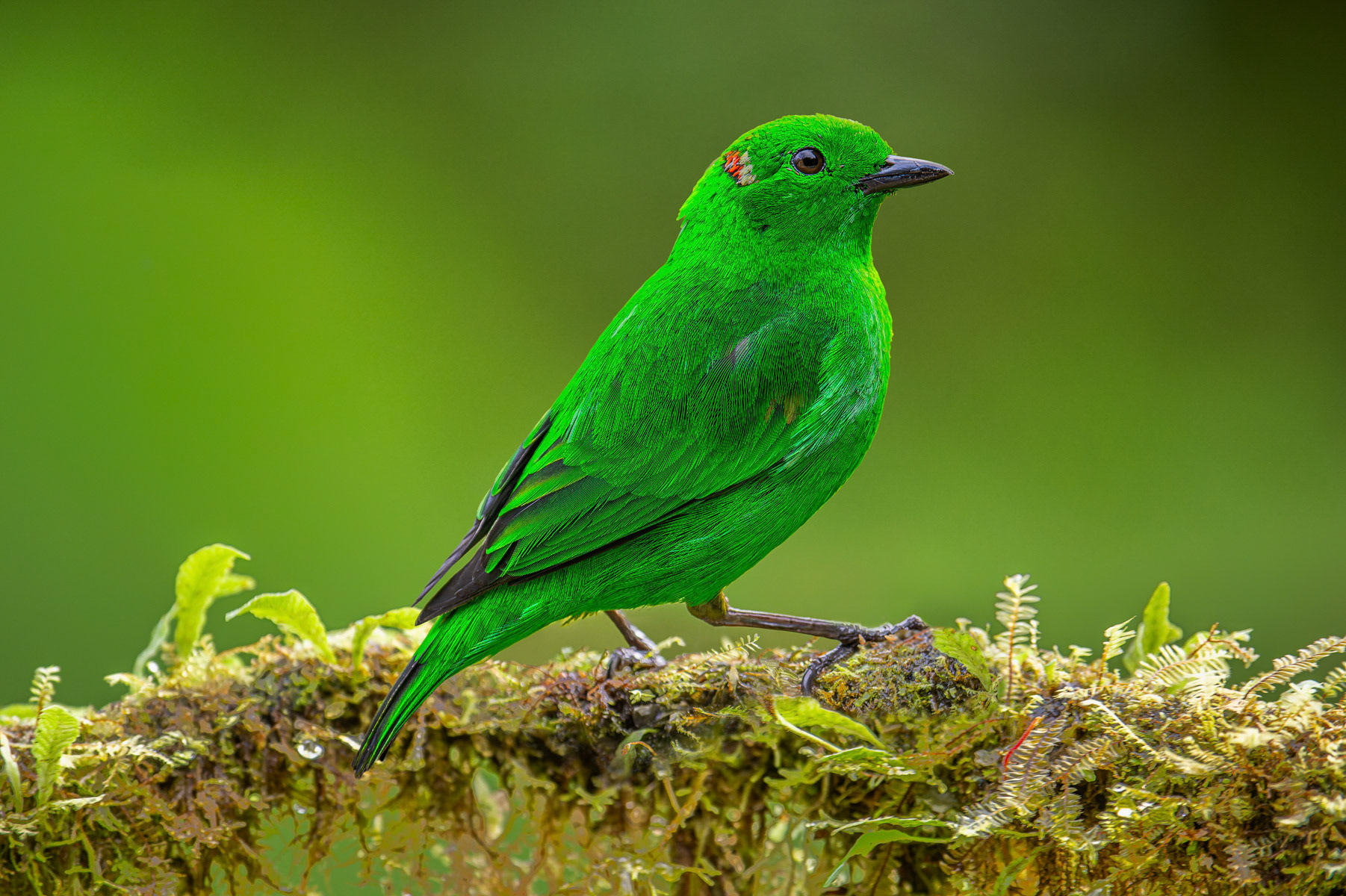 Glistening-green Tanager