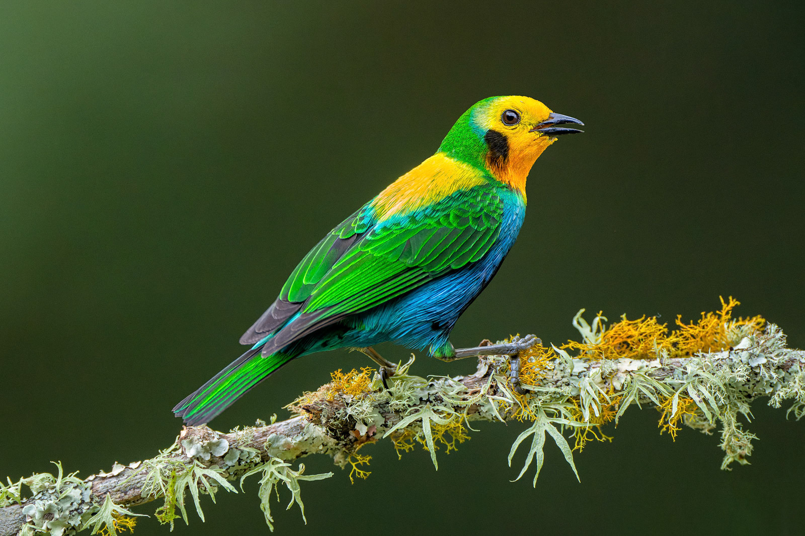 Multicoloured Tanager-Colombian Endemic