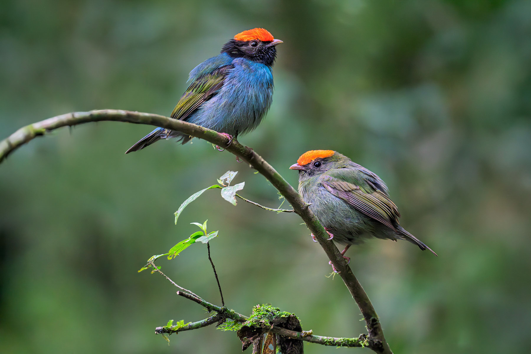Swallow-tailed Manakin Male and Female at Lek