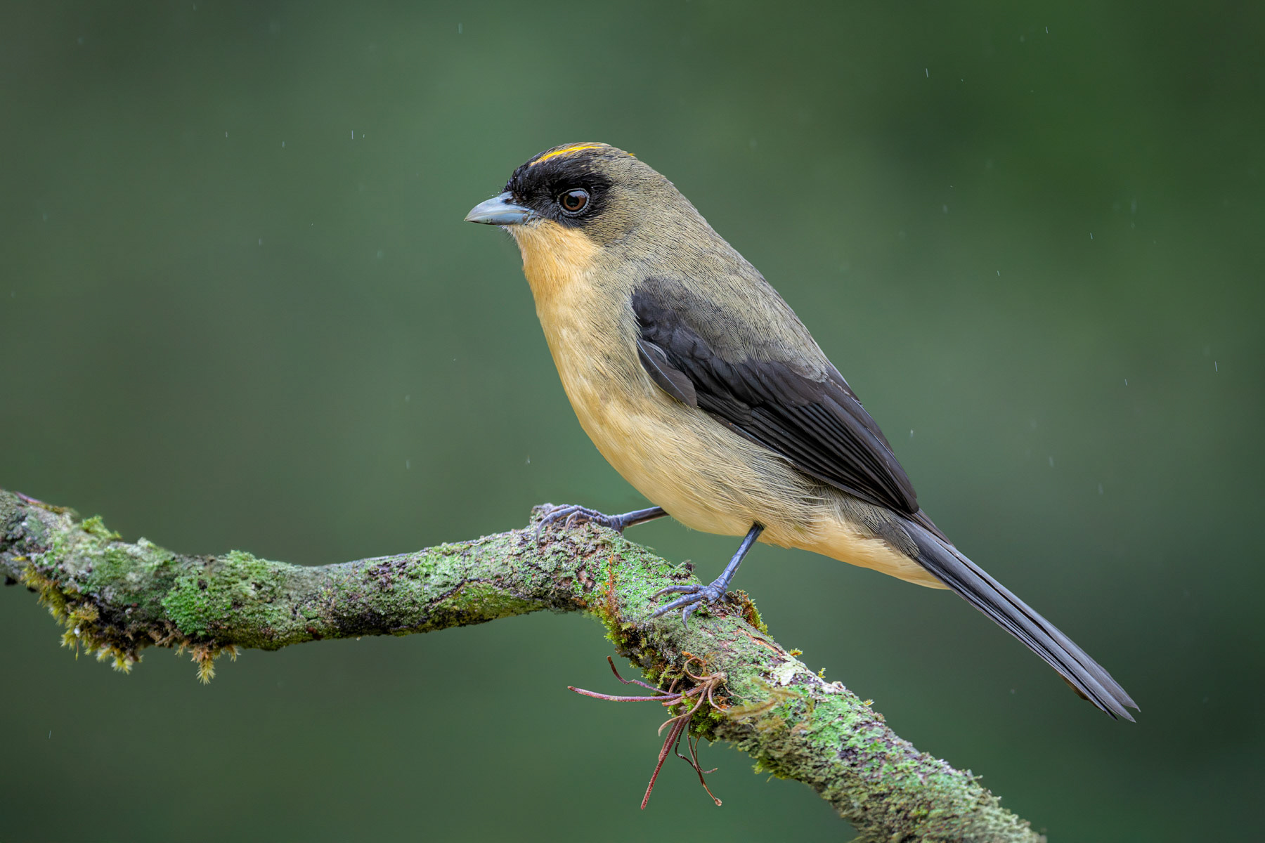 Black-goggled Tanager in the Rain