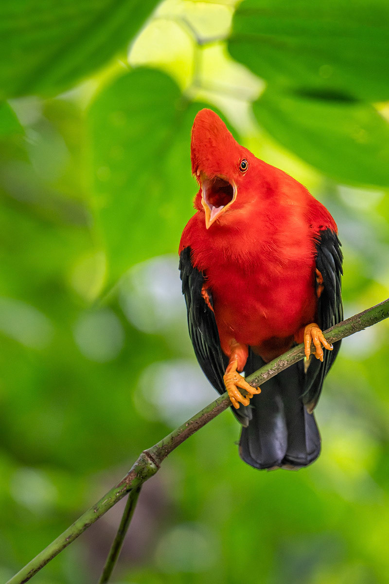 Andean Cock-of-the-Rock
