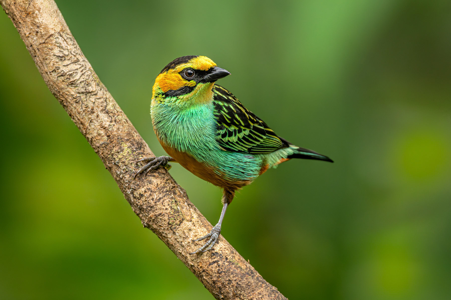 Golden-eared-Tanager