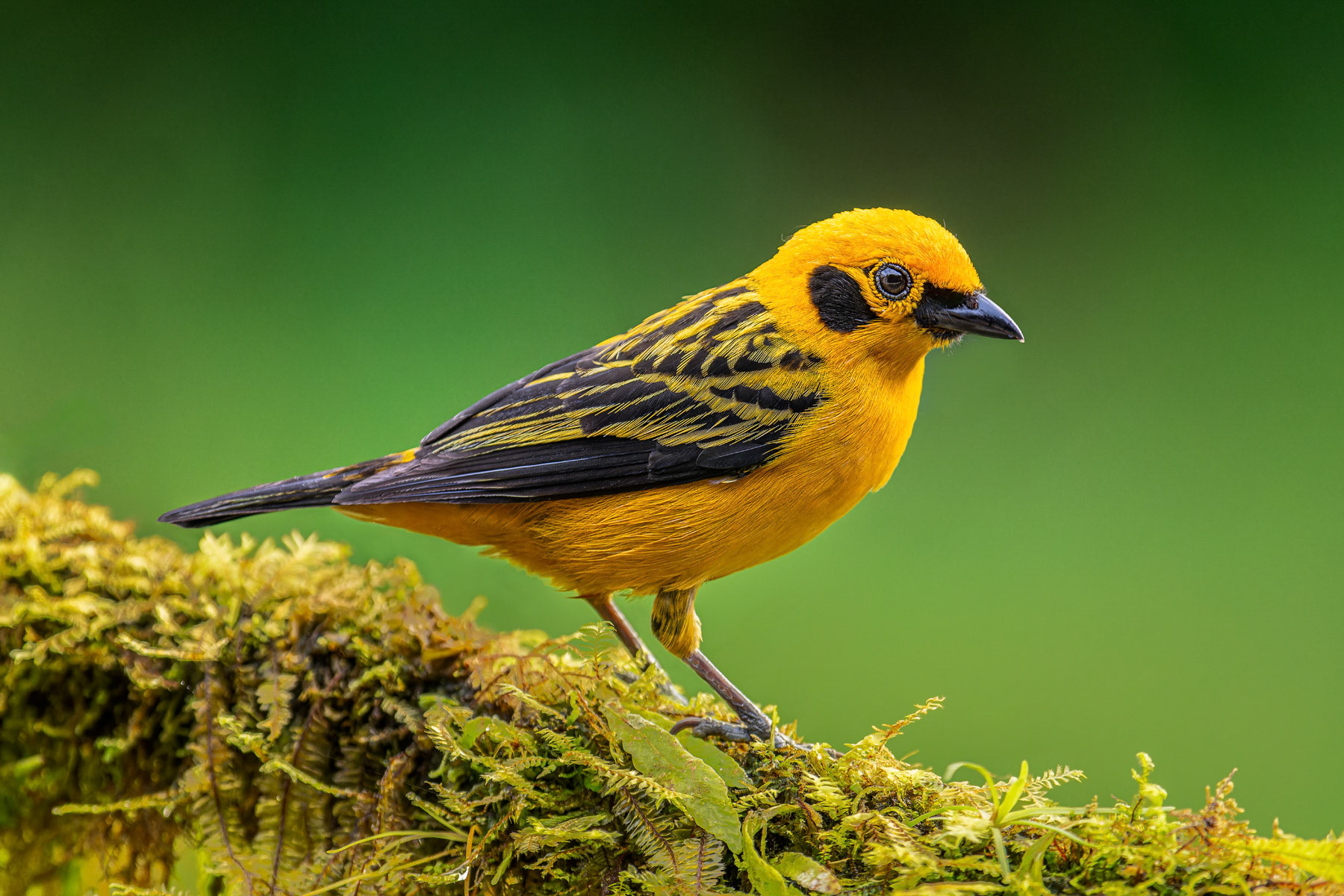 Golden Tanager
