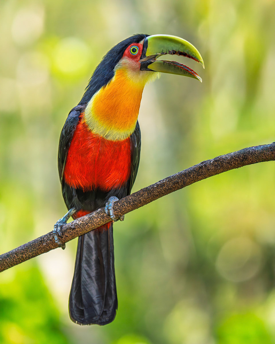 Red-breasted Toucan Calling