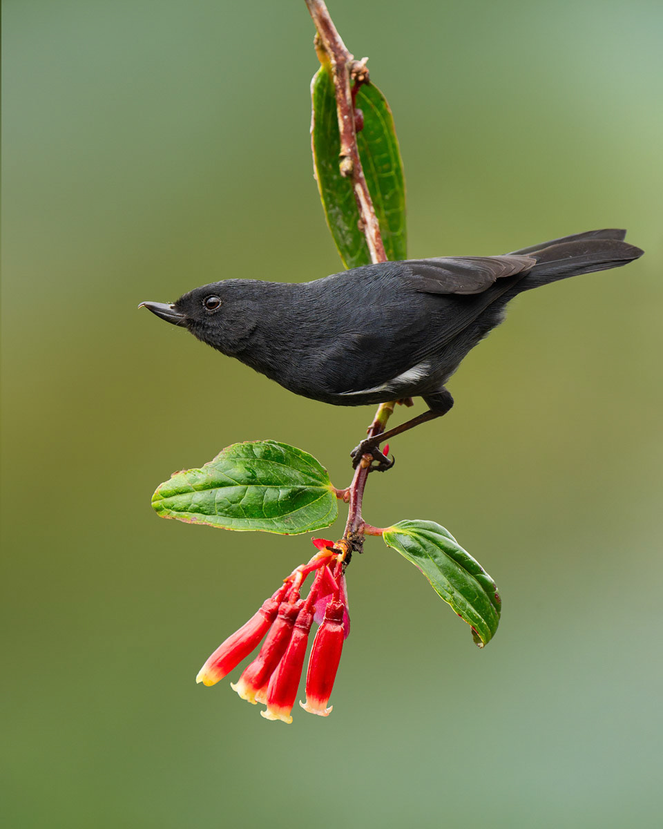 White-sided Flowerpiercer
