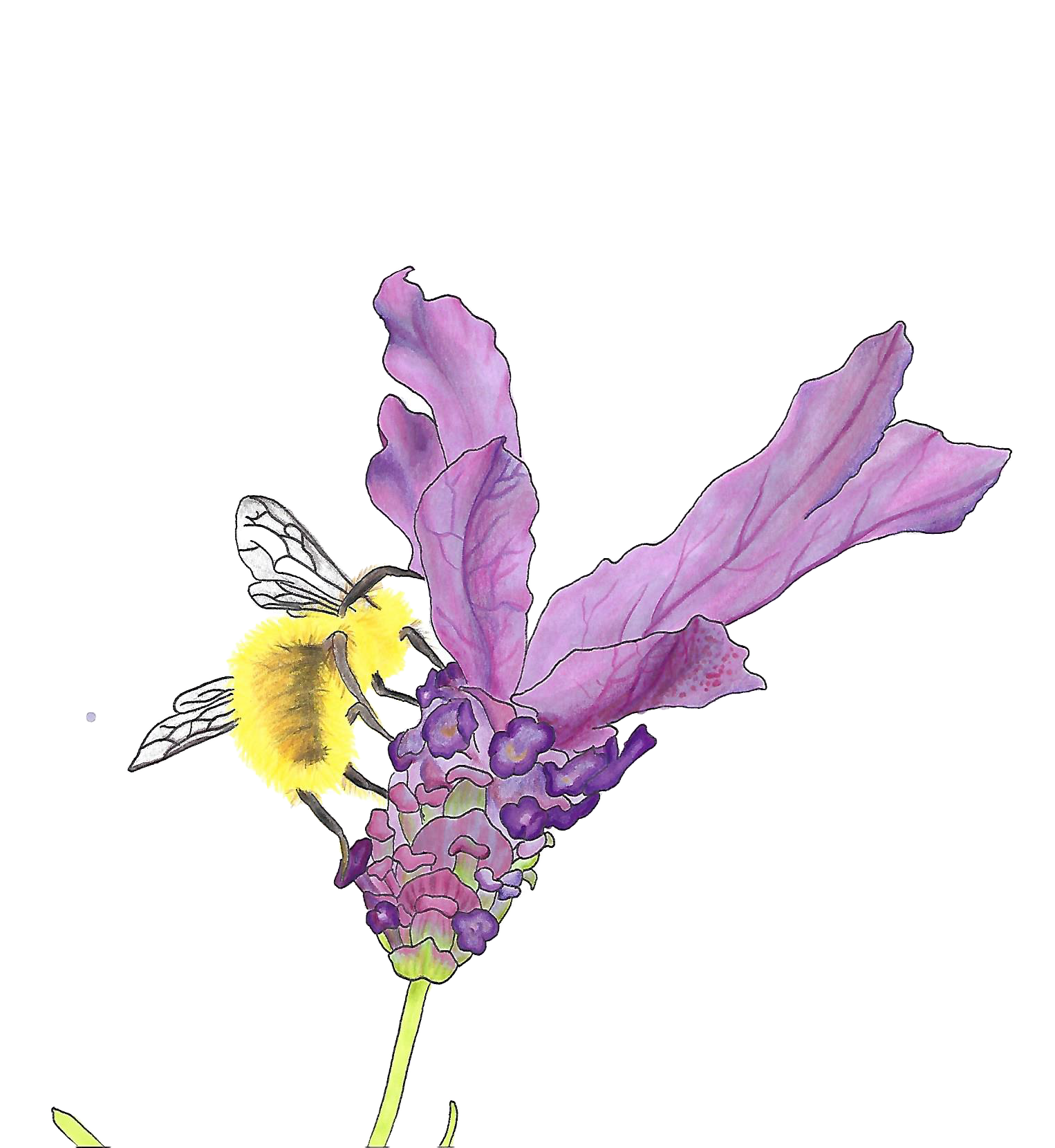 Spanish Lavender and bee.
