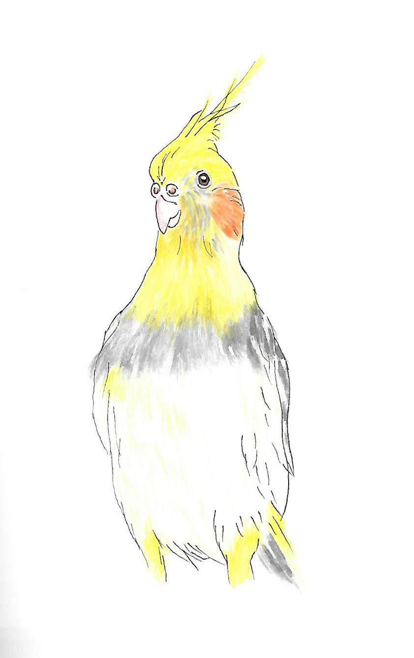 Drawing of a sweet birdie named Kesha. Done with colored pencils, alcohol markers, and fine liner pens.