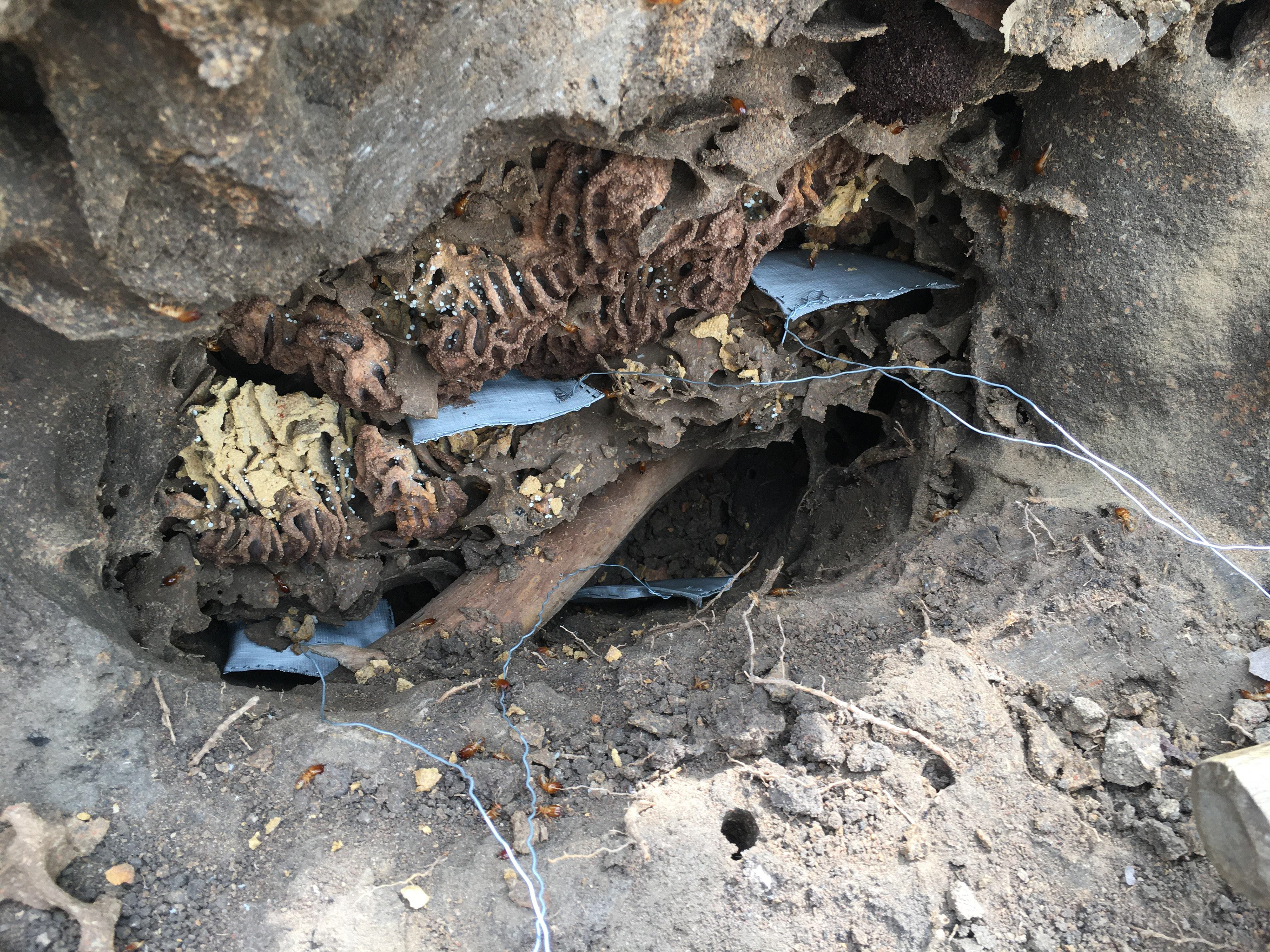Measuring decomposition parameters using the Tea Bag Index (TBI) in fungus-farming termite mounds in Ivory Coast (February 2022)