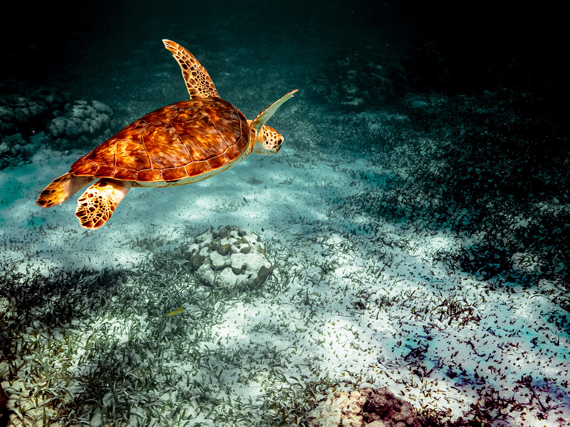 Sea Turtle Belize 