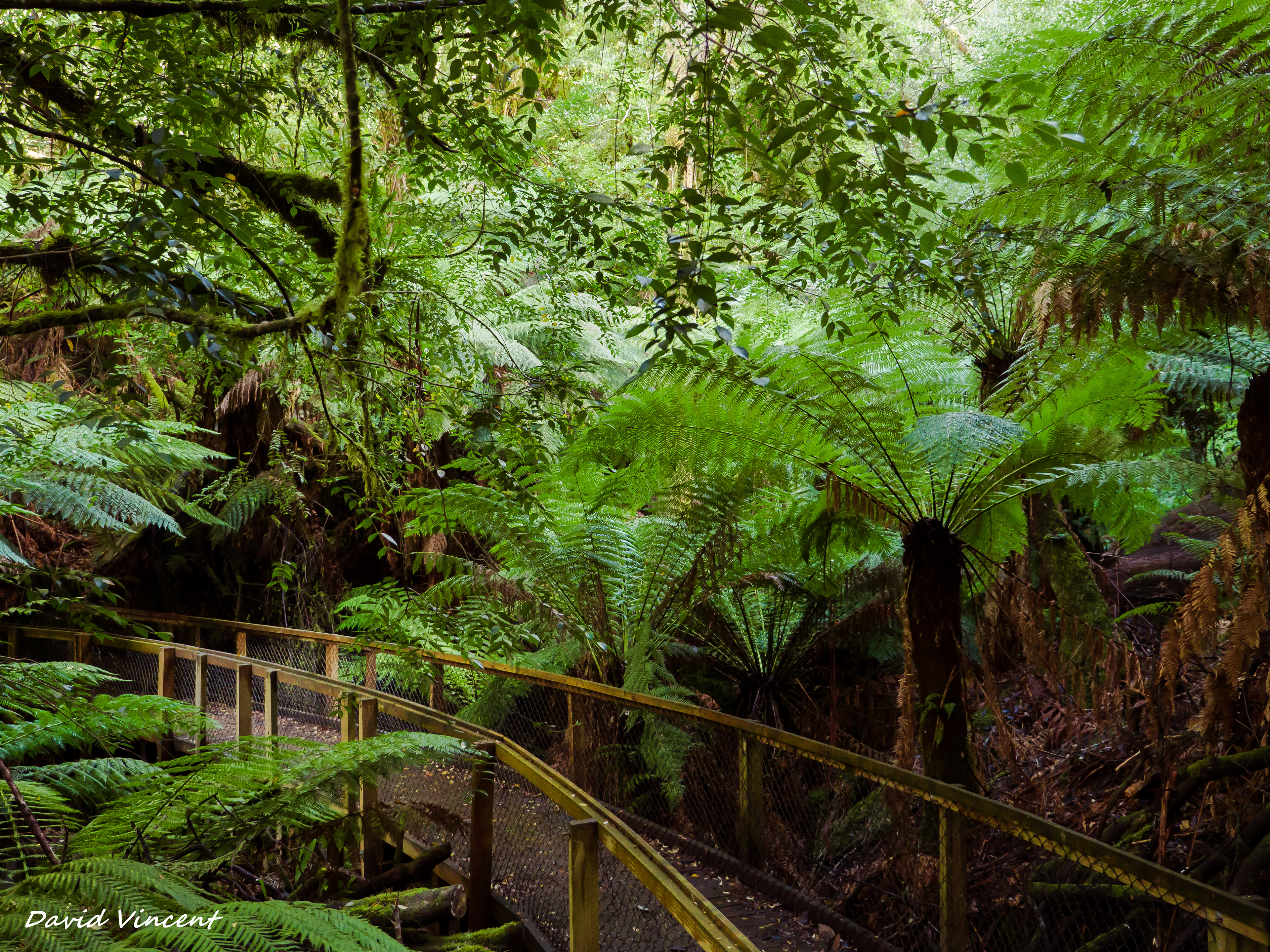 Mount Field National Park