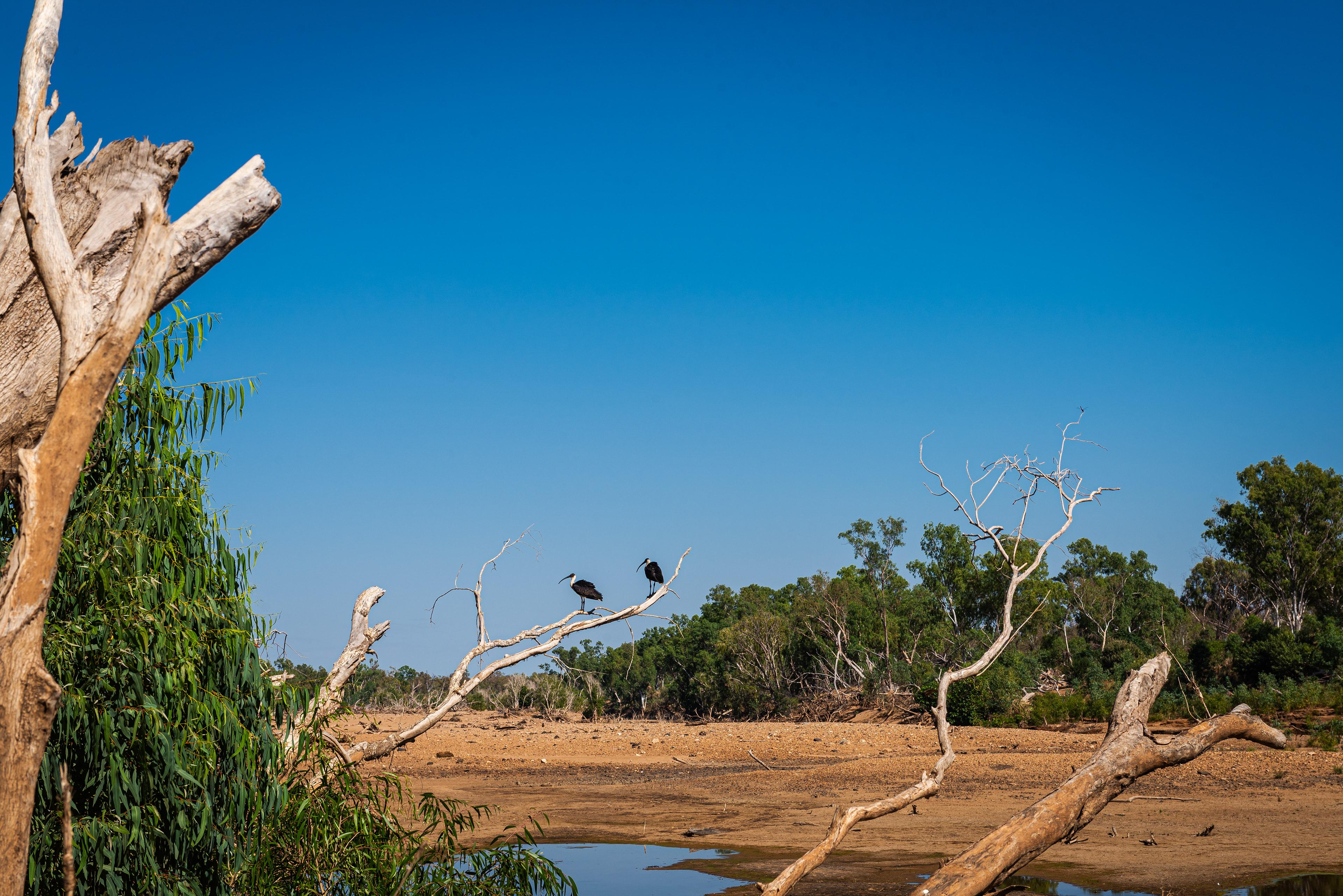 Windjana Gorge (Bandilngan)