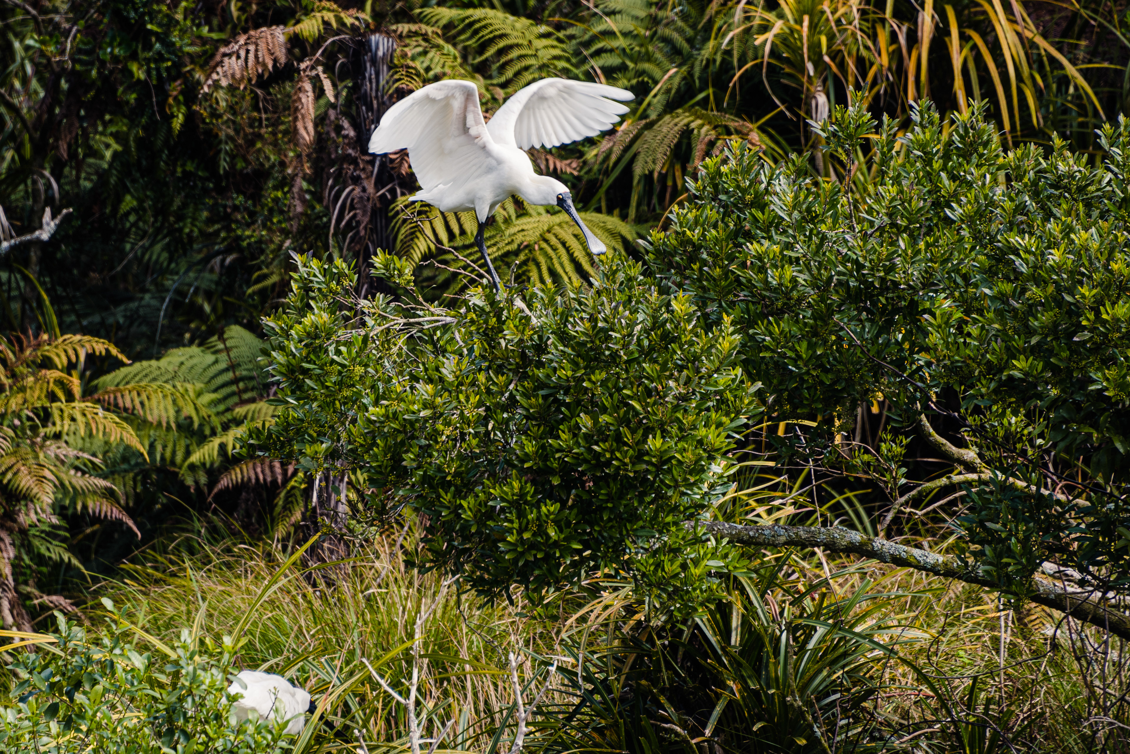 Waitangiroto Nature Reserve, South Island