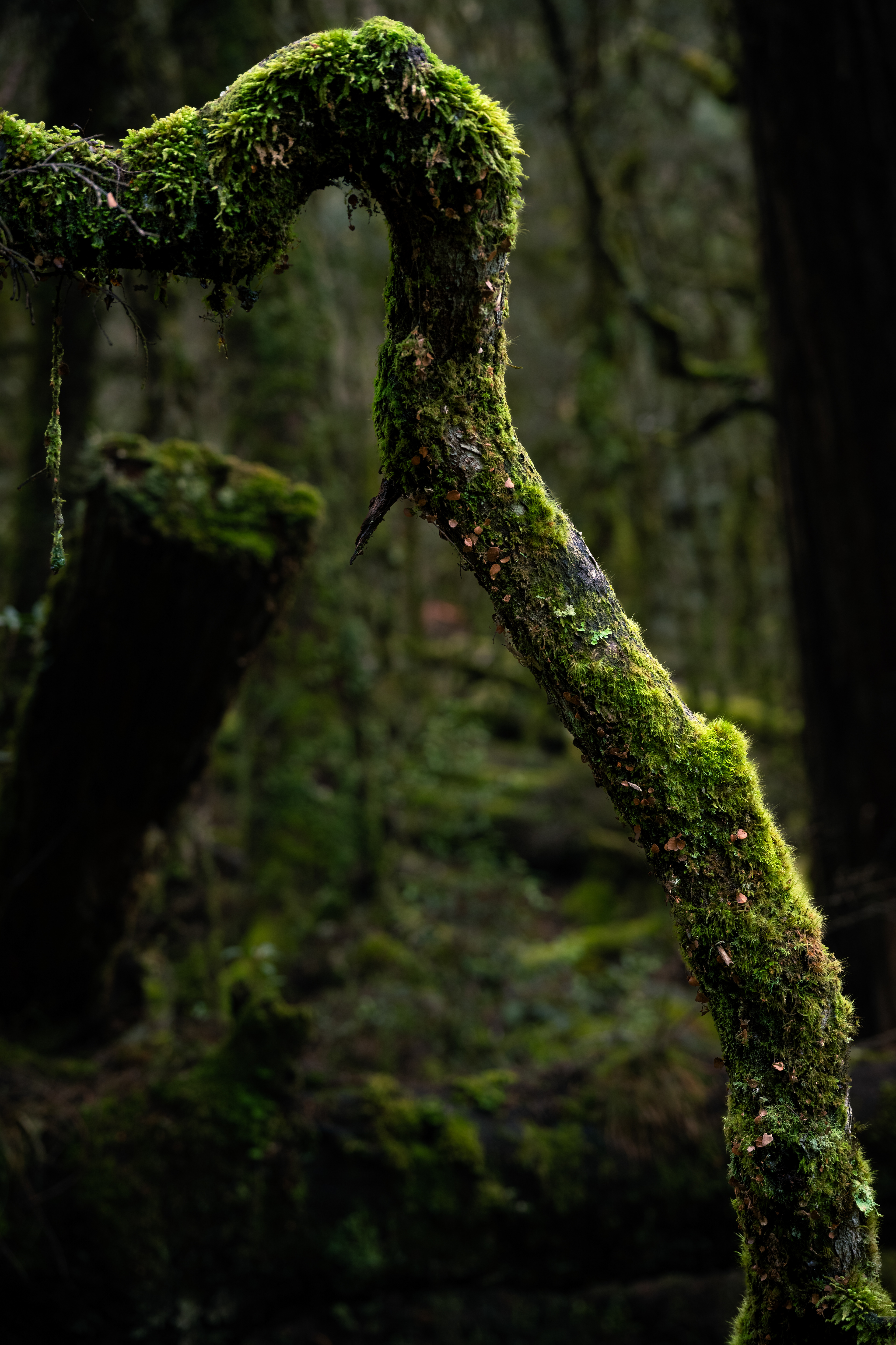 Cradle Mountain-Lake St Clair National Park