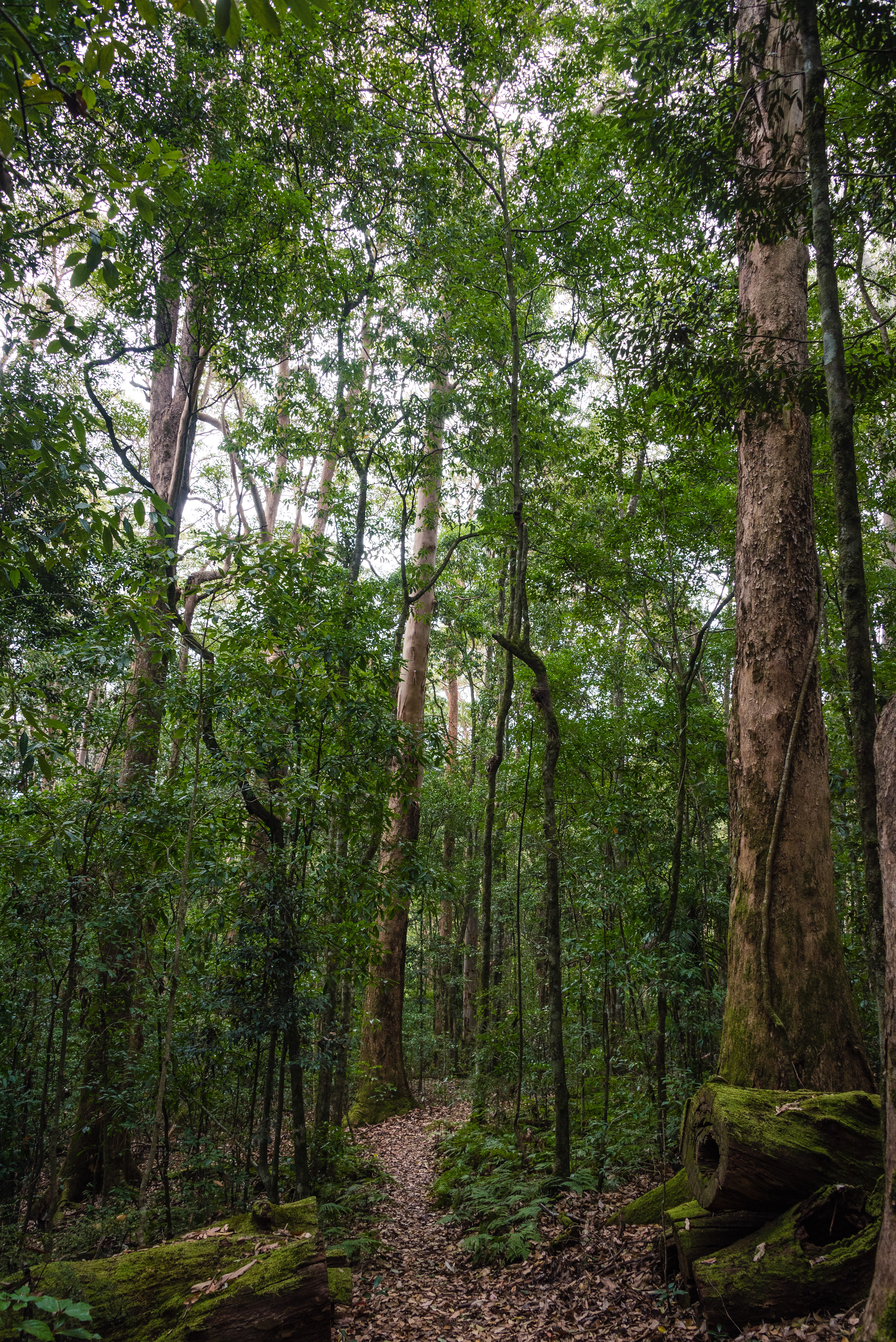 Richmond Range National Park