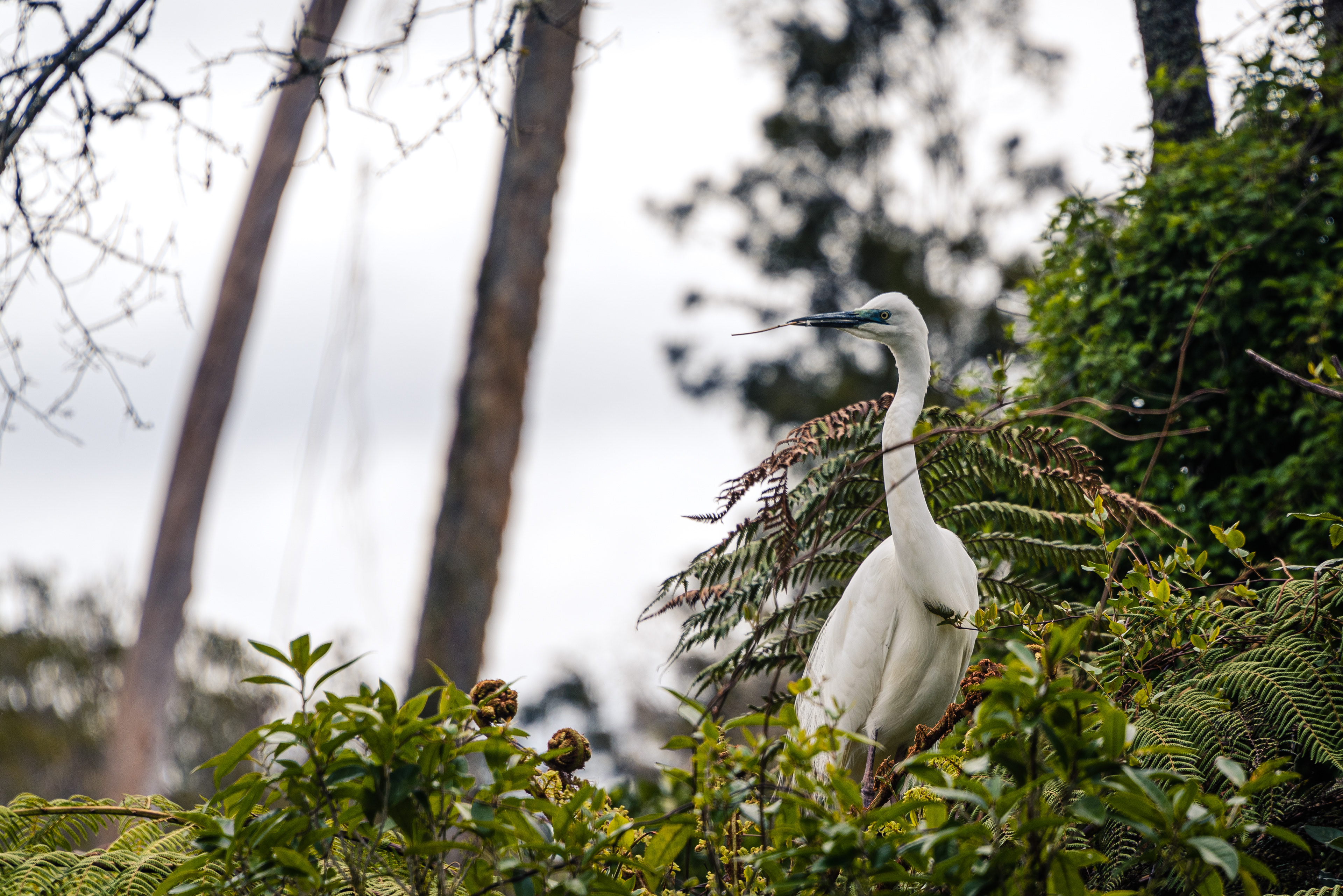 Waitangiroto Nature Reserve, South Island