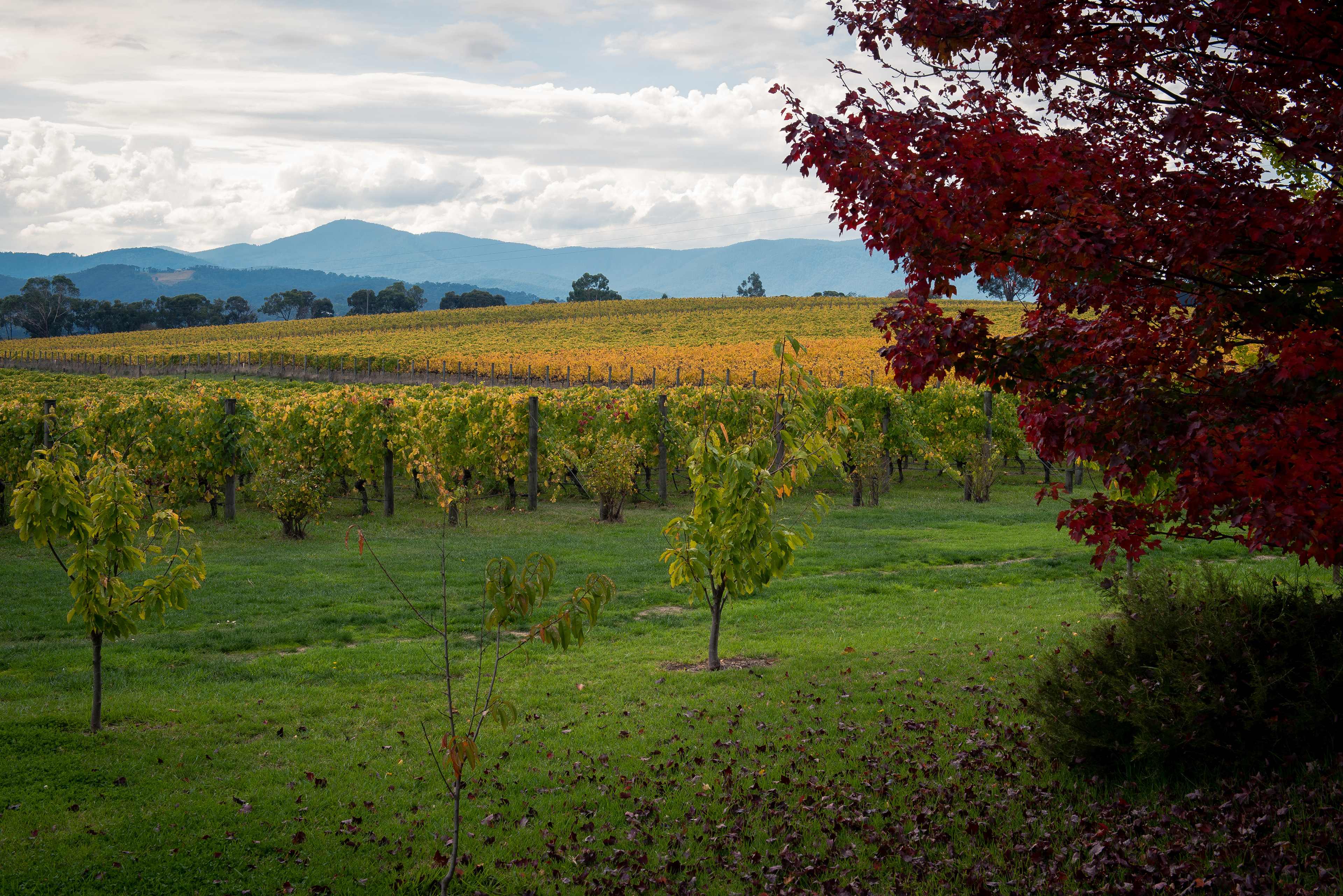 Yarra Valley