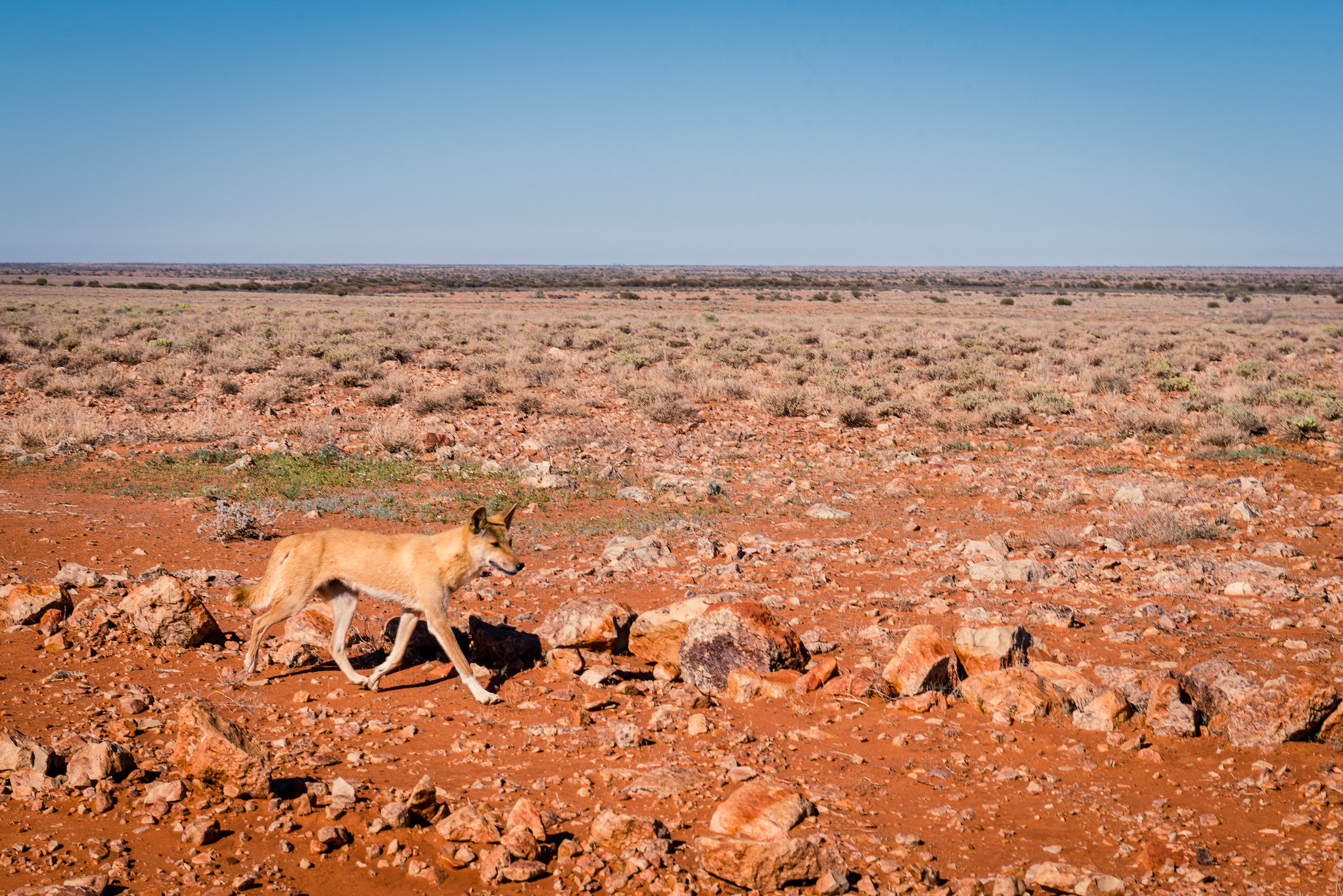 Witjira National Park