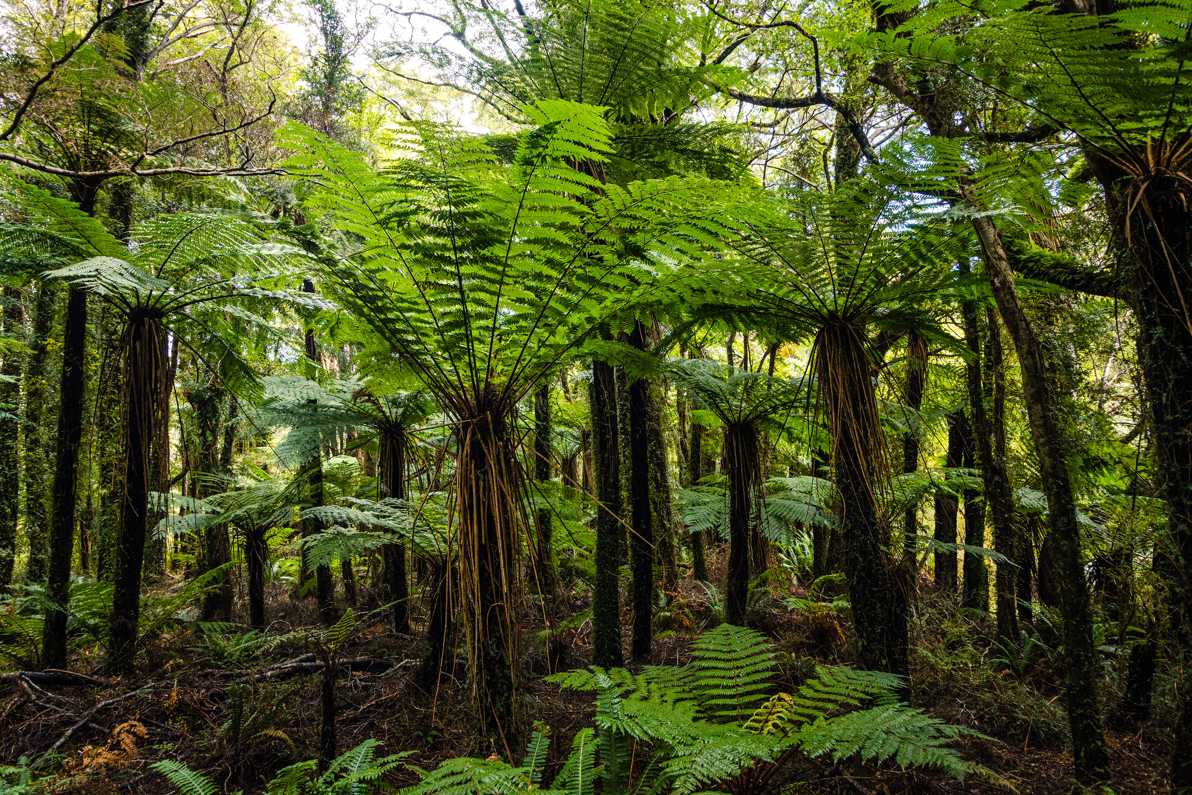 Waiatoto River, South Island