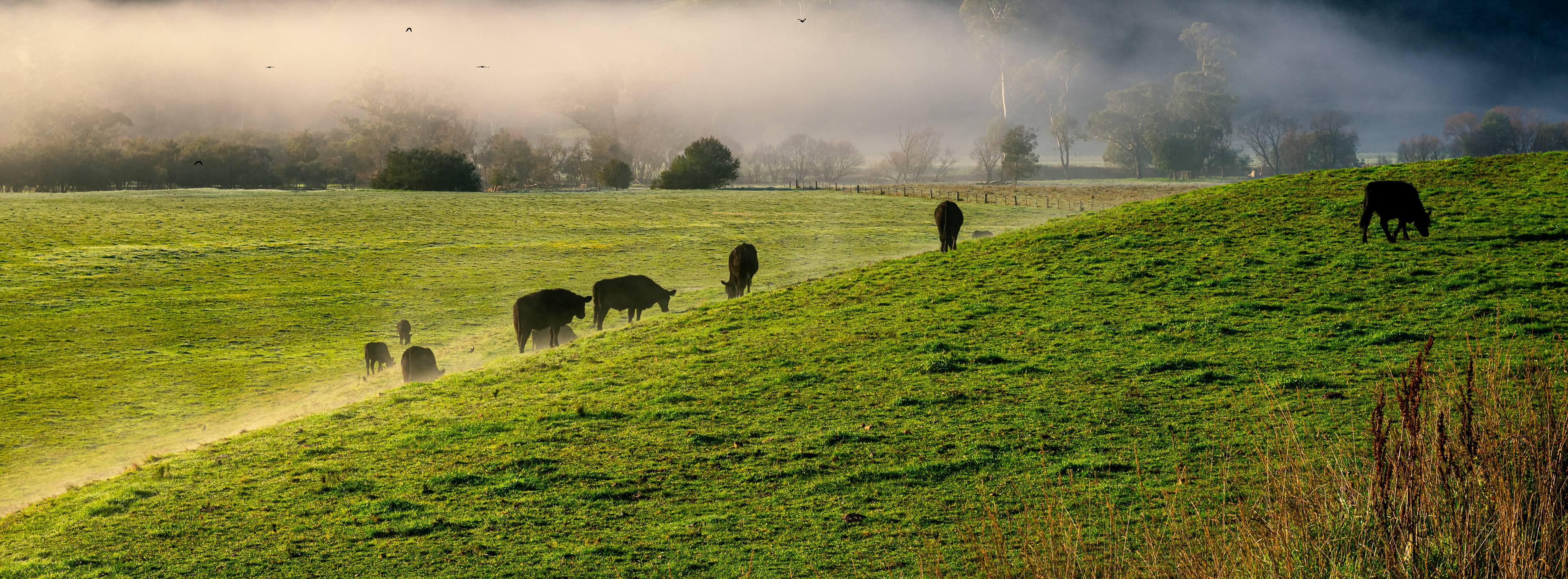 Corryong