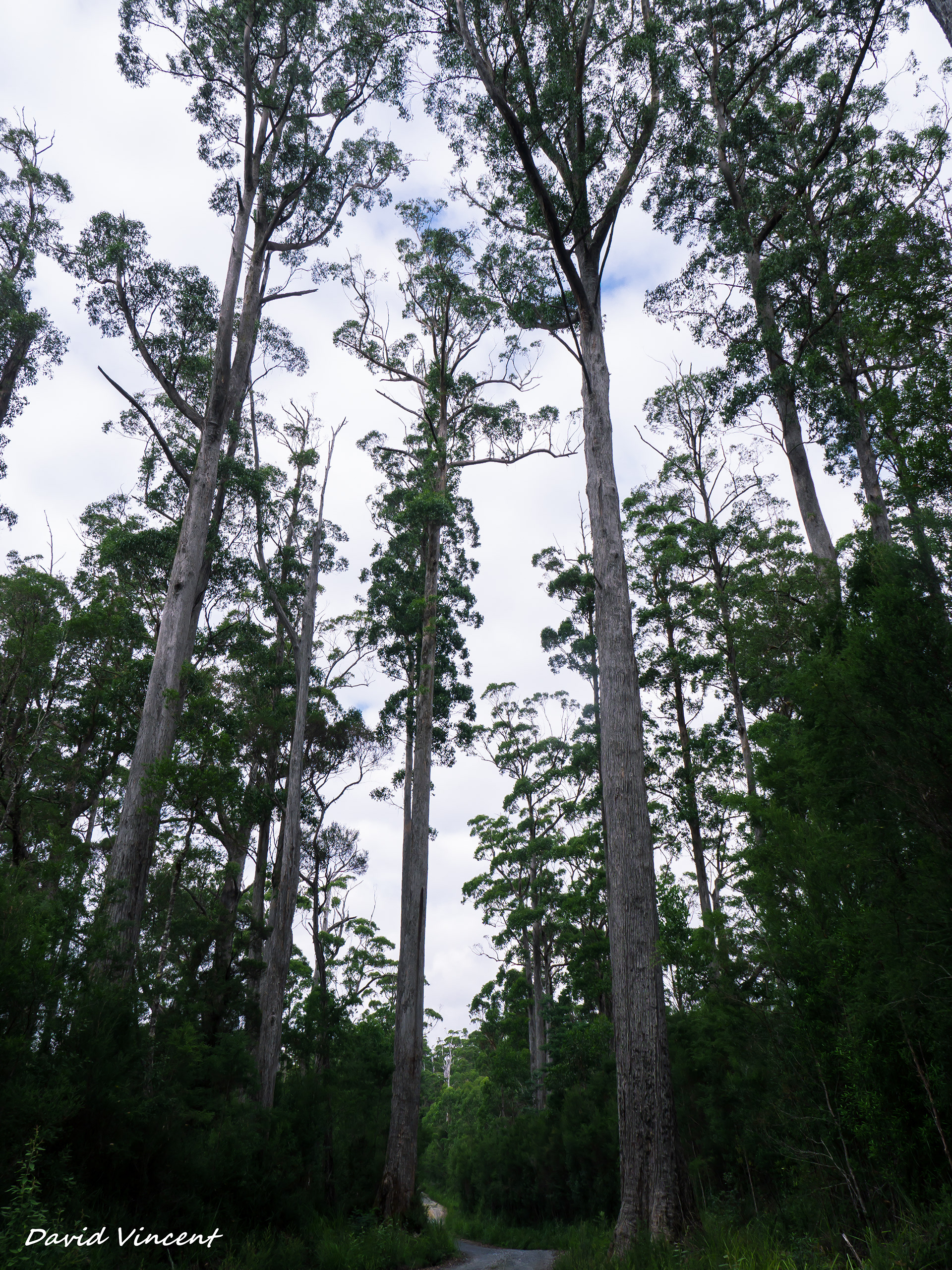 The Western Explorer