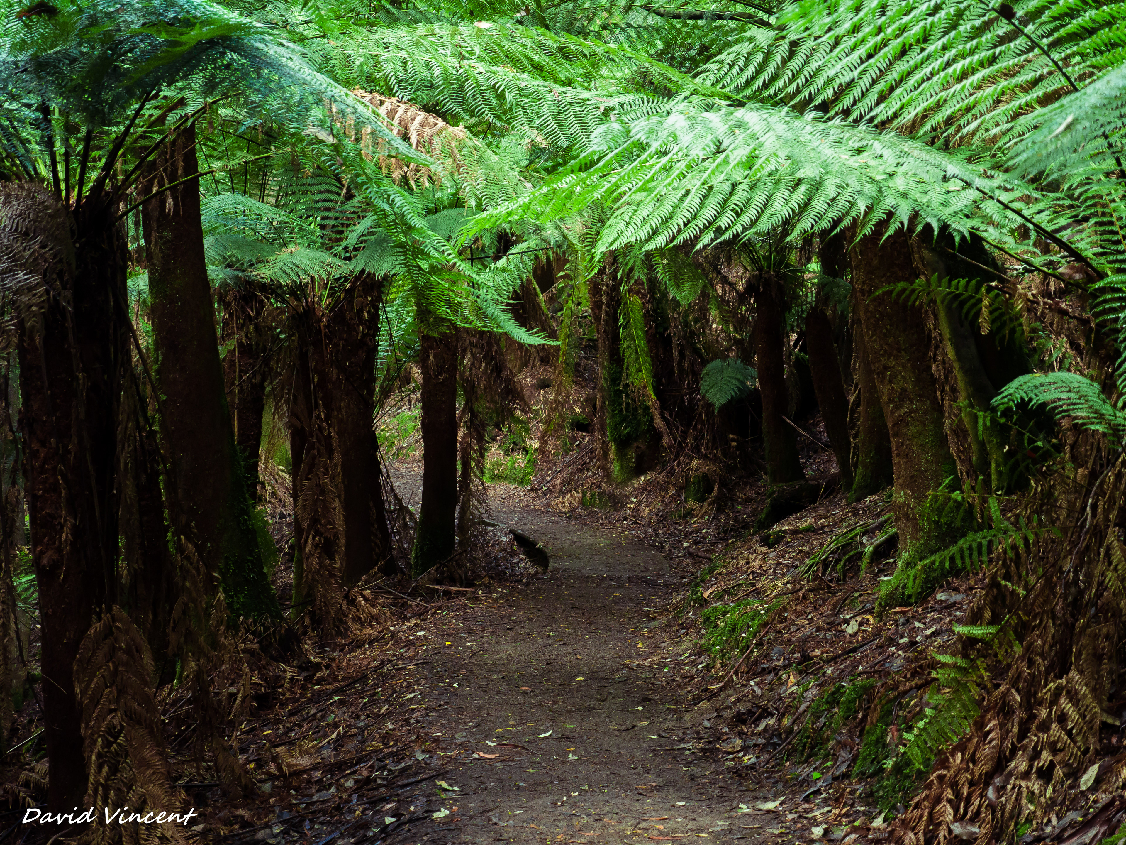 Mount Field National Park