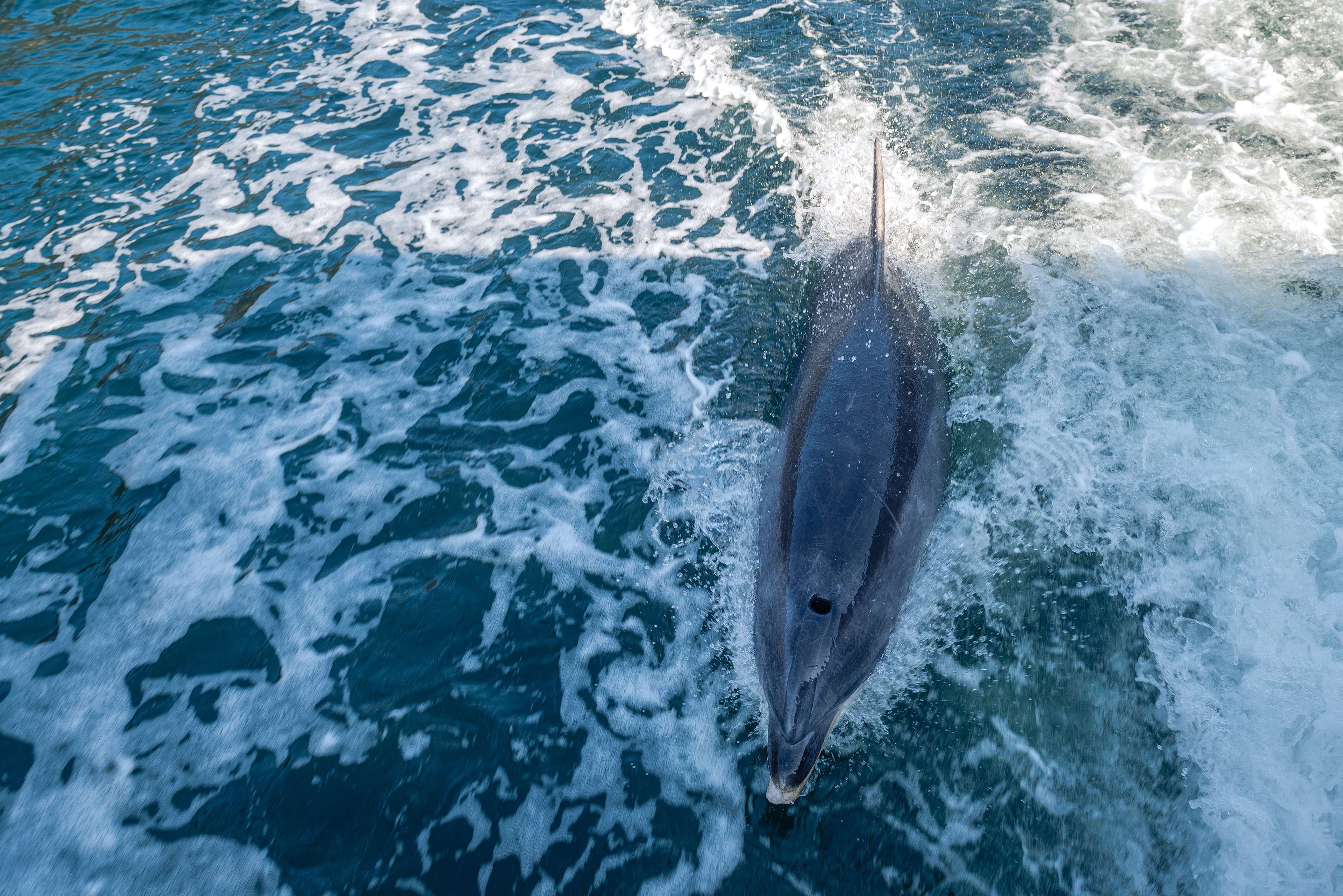 Milford Sound, South Island