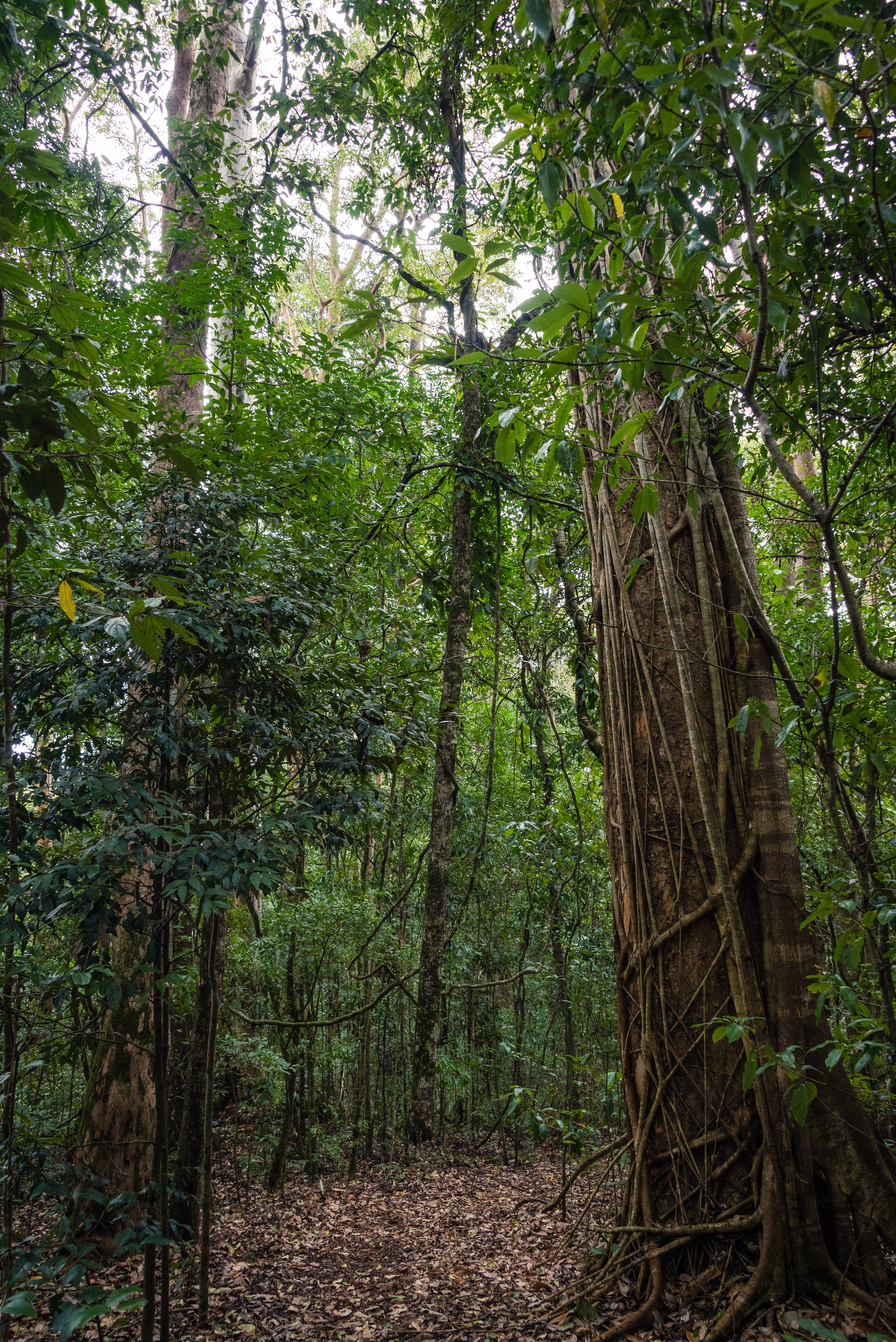 Richmond Range National Park
