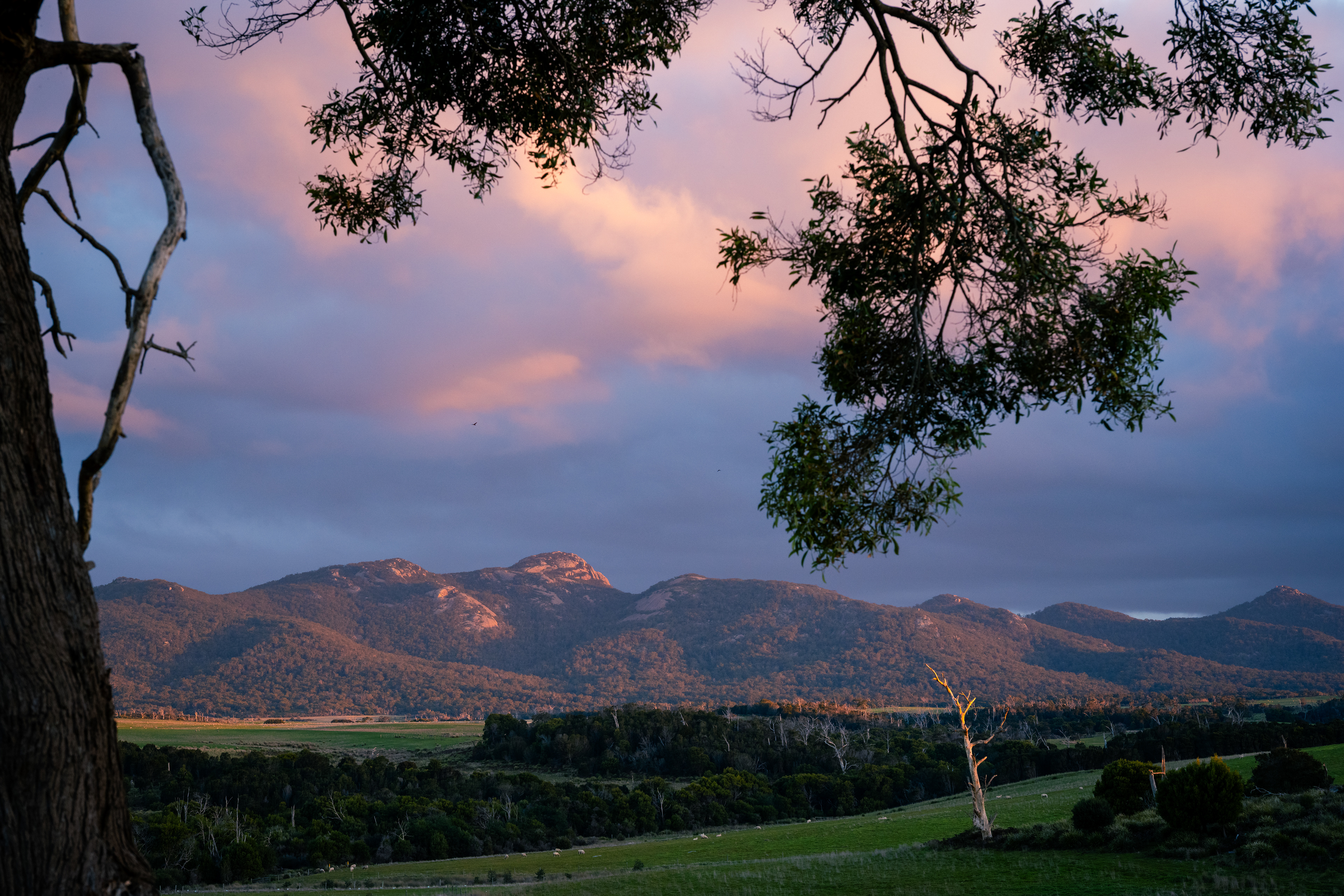 Mount Cameron