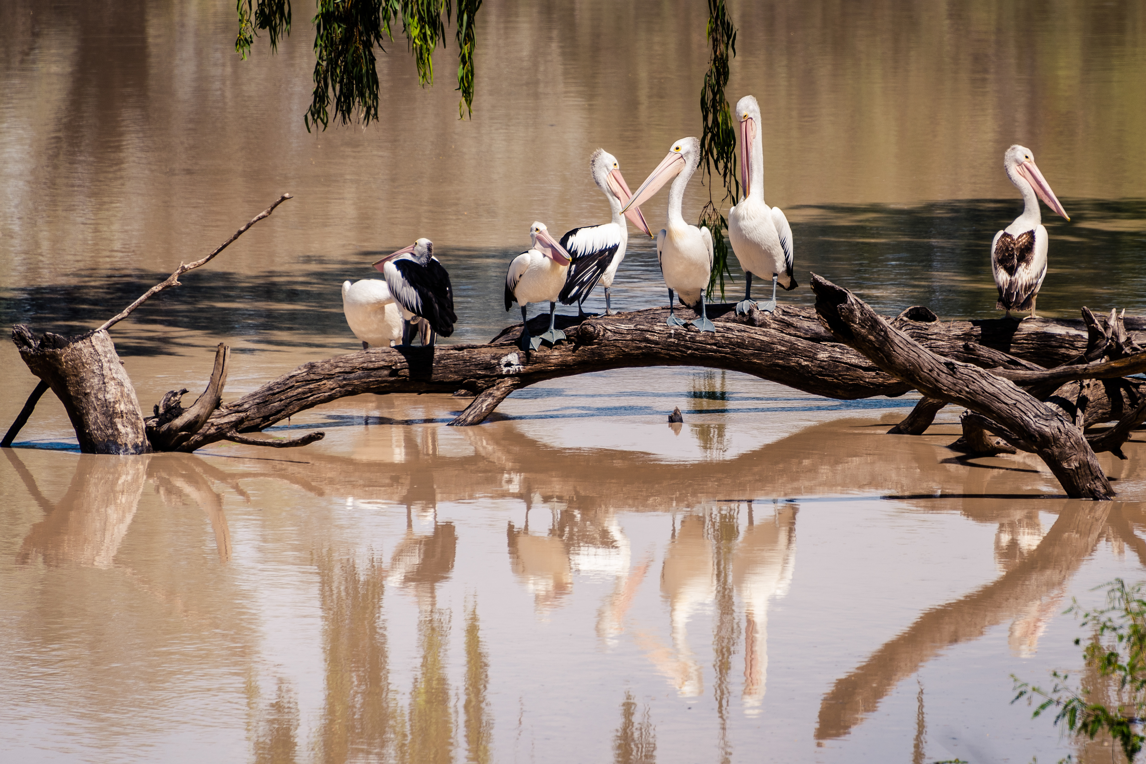 Darling River, Bourke