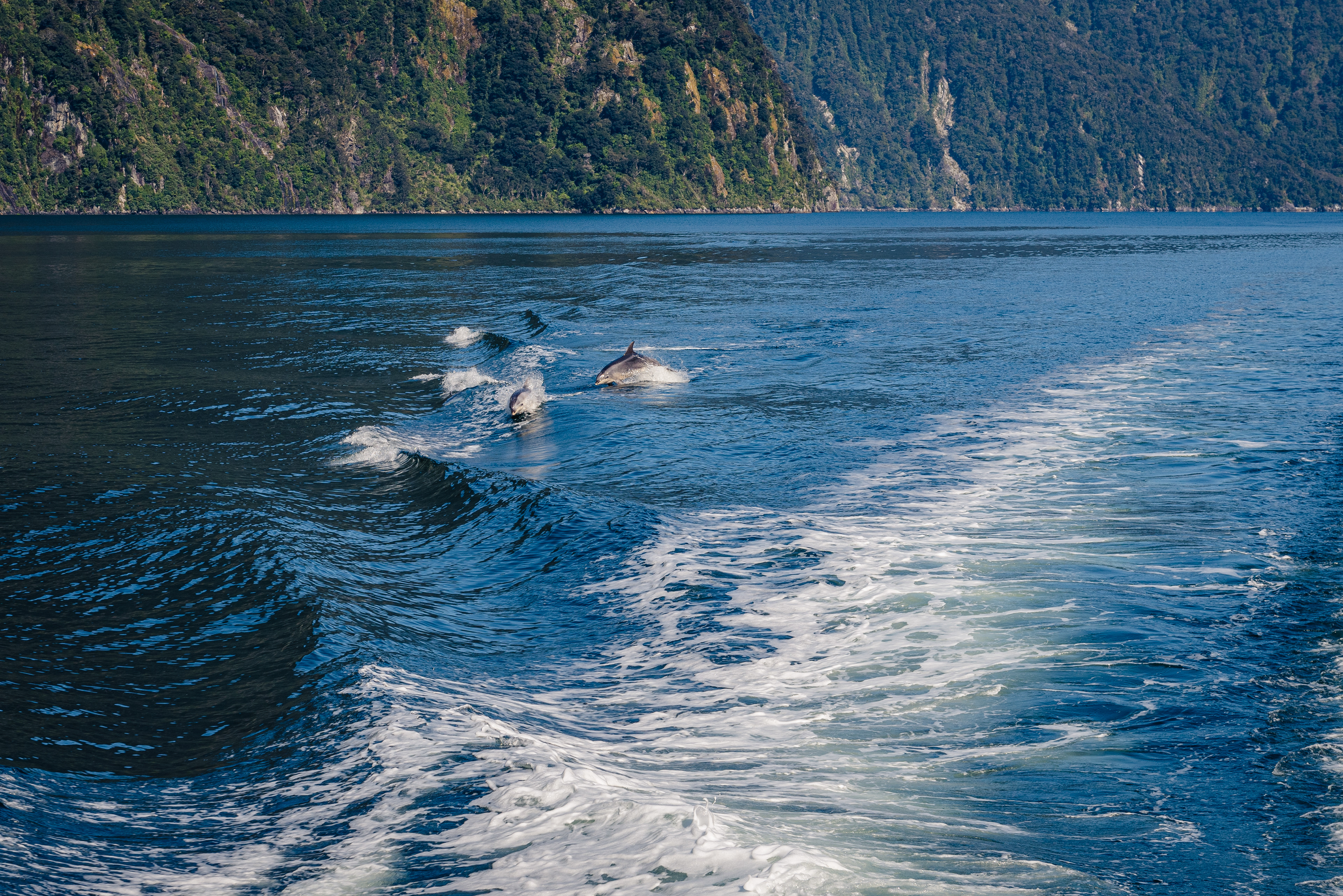 Milford Sound, South Island