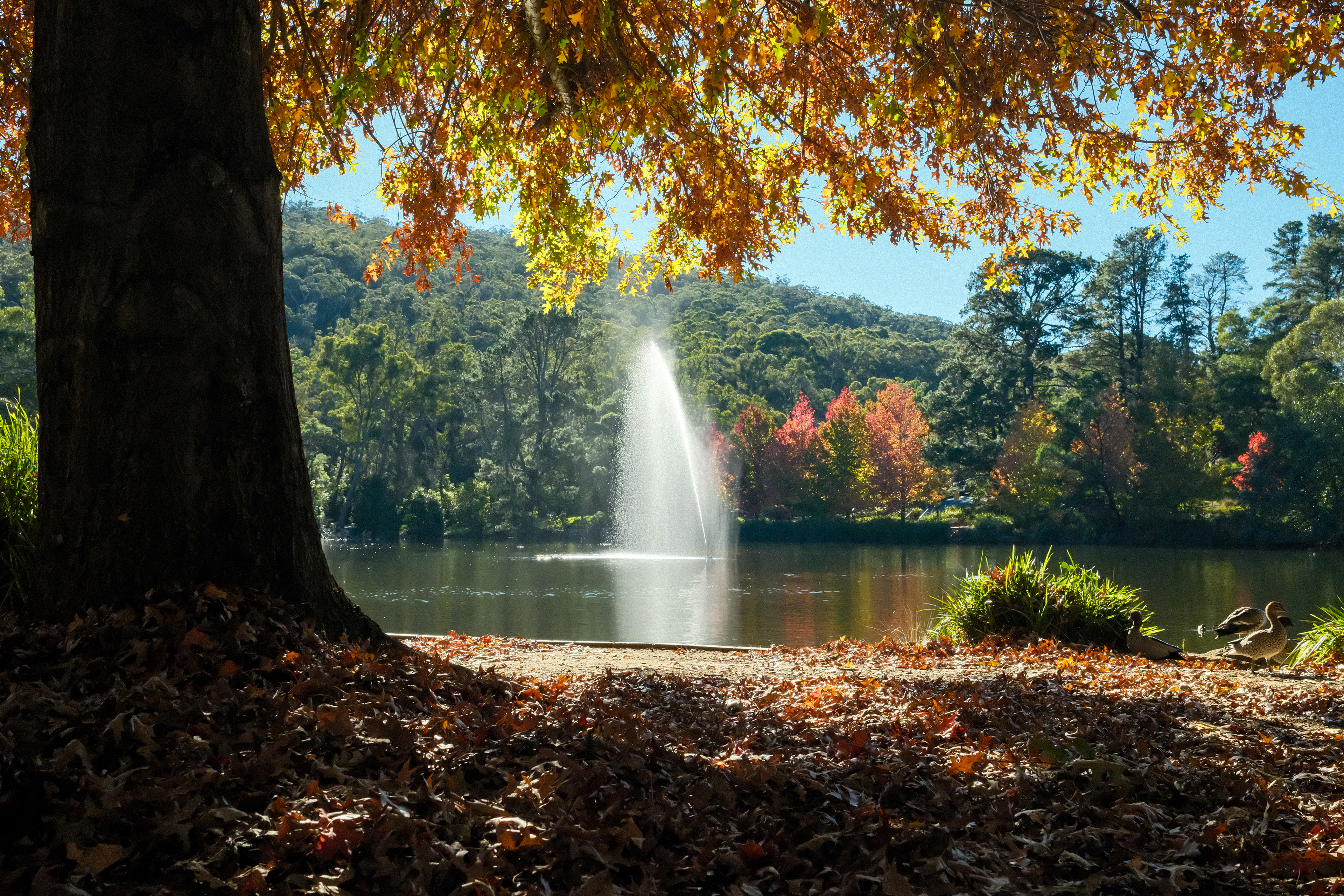 Lake Alexandra, Mittagong