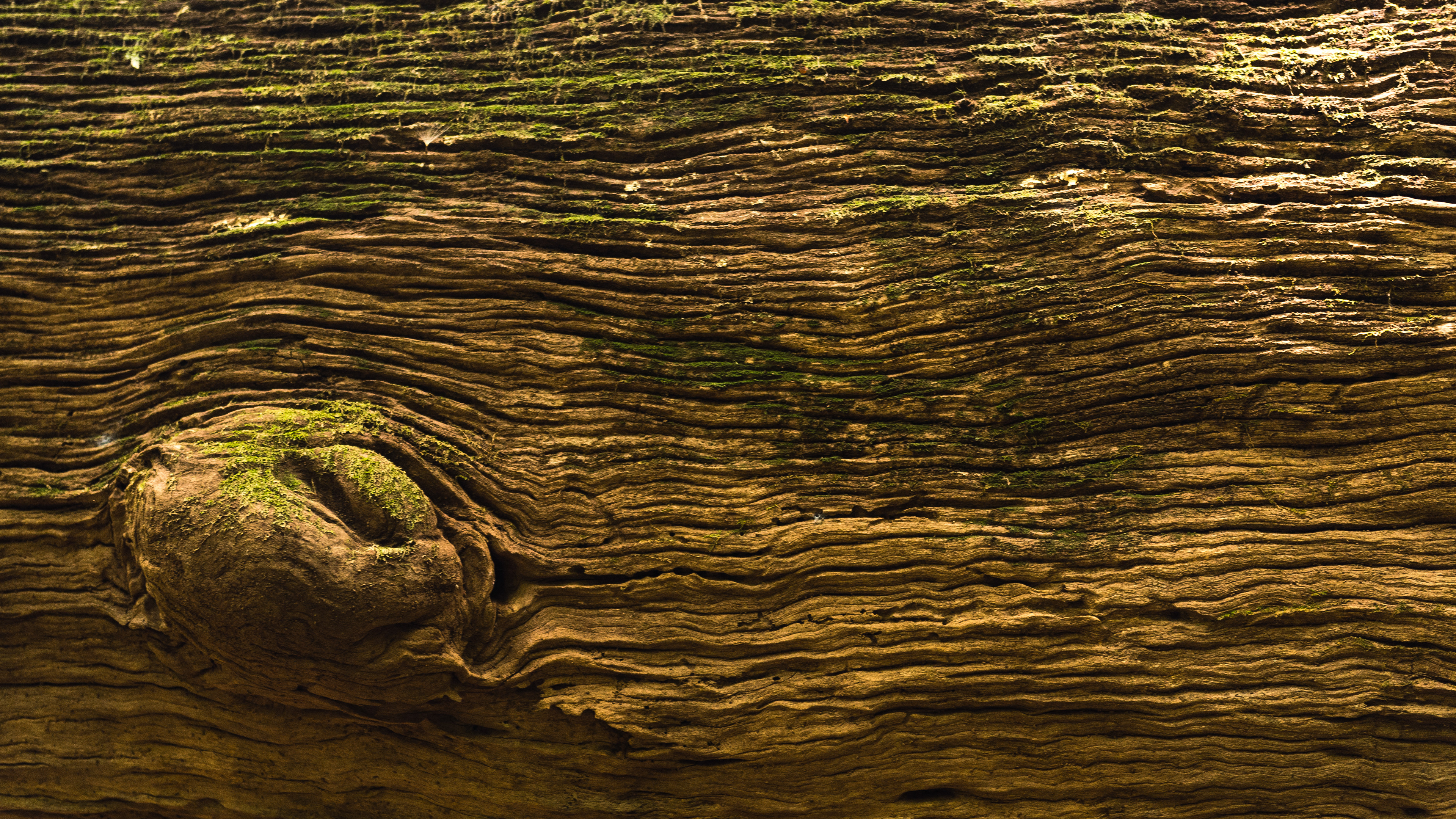 Dorrigo National Park